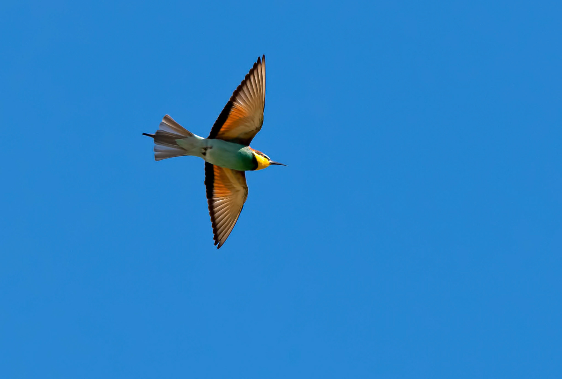 Bee-eater, La Biar, Spain, 27/04/19