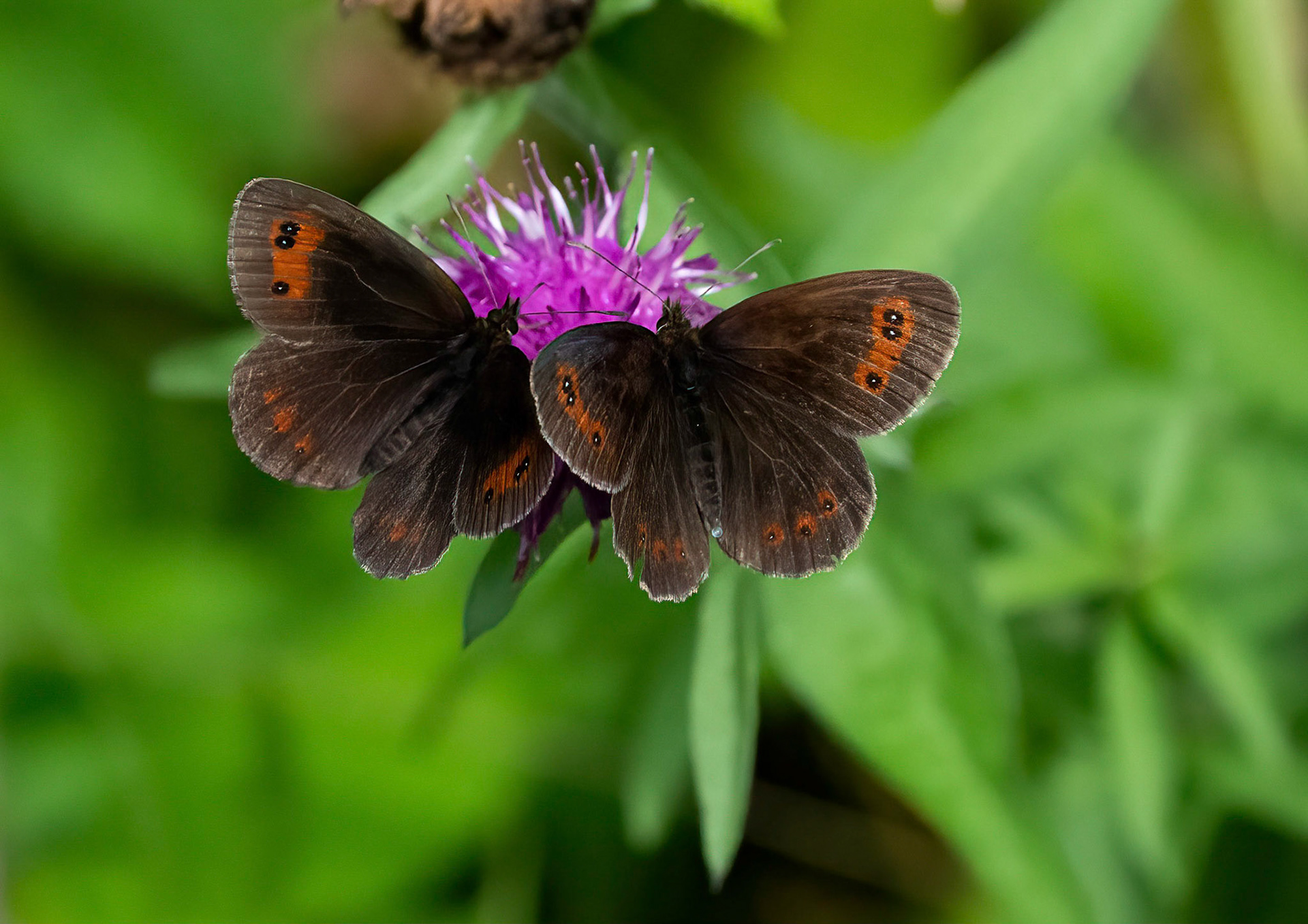 Scotch Argus males., Loch Na Keal, Mull, Scotland. 06/08/21.
