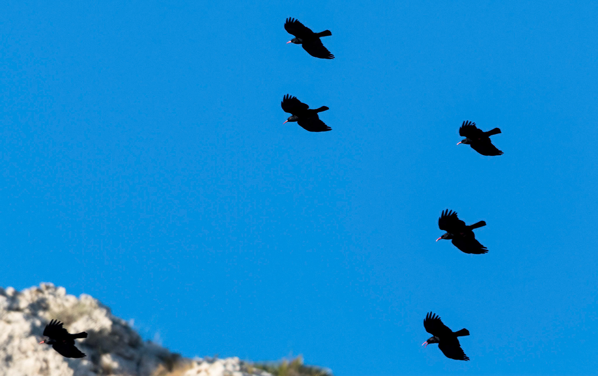 Choughs, Vall D'Ebo, Spain 12/12/17