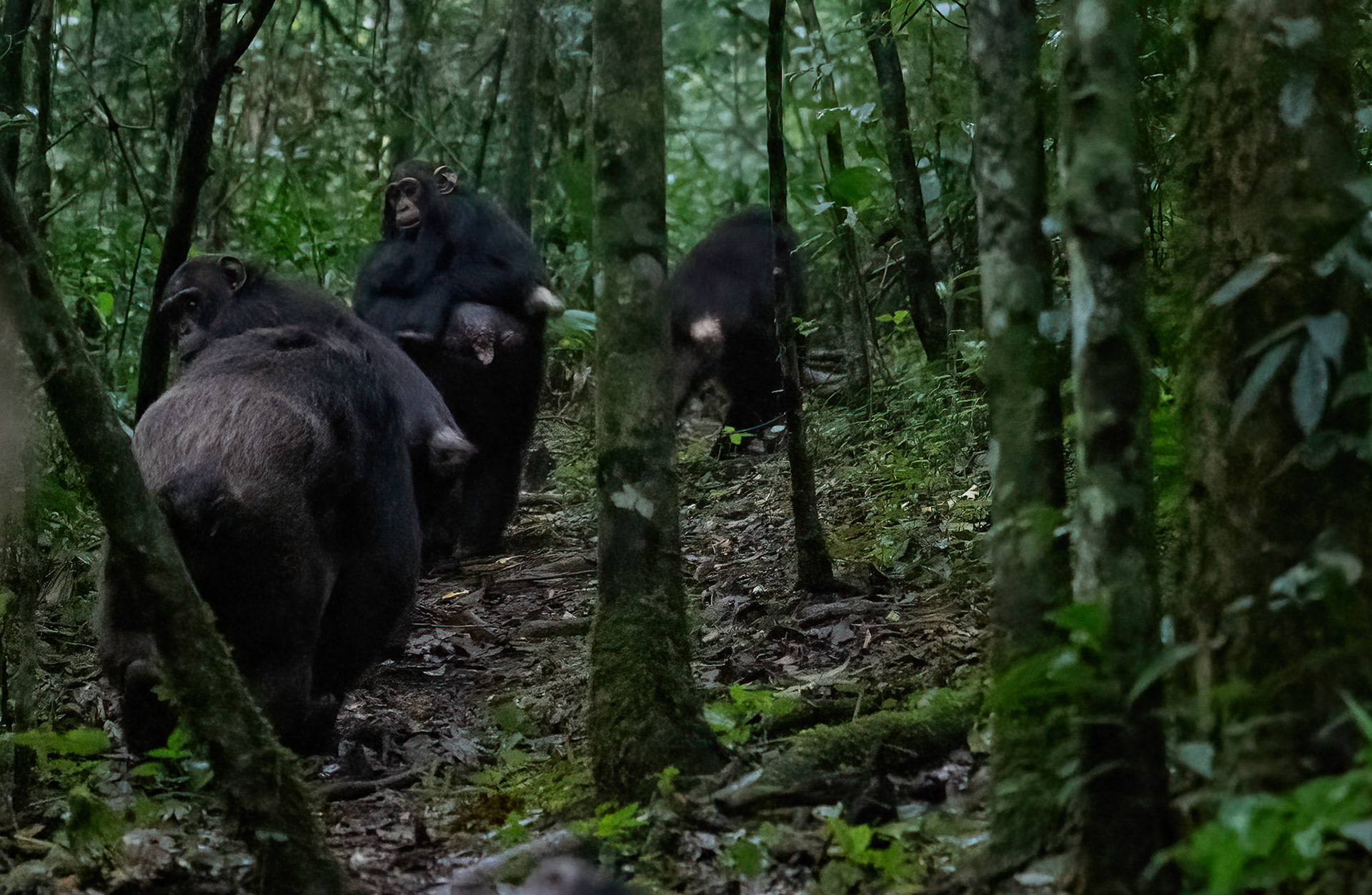 Chimpanzee Troop moving off, Kibale Forest Park, Uganda. 03-08-23.