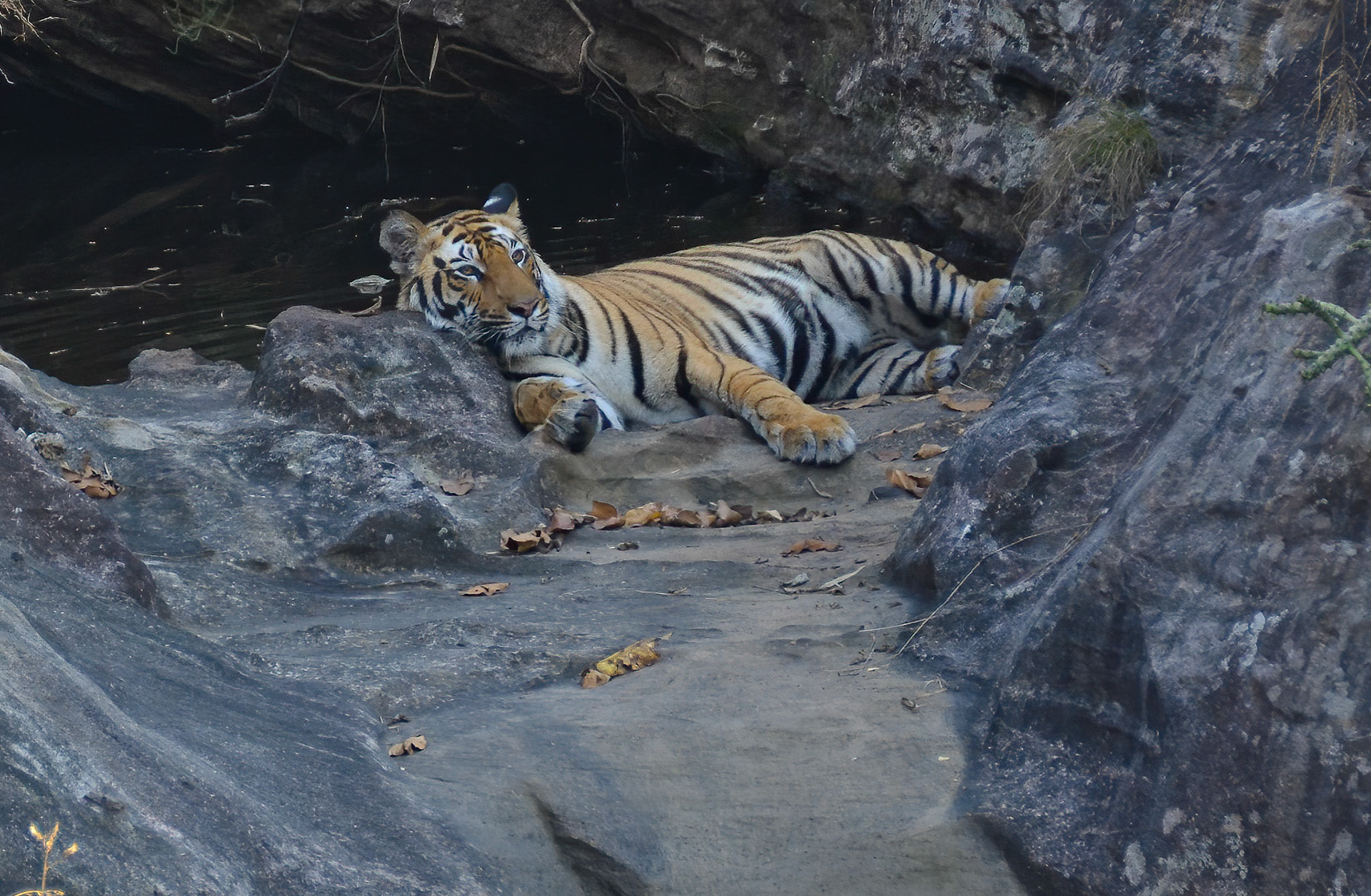 Male Tiger, Bandhavgarh, Madhya Pradesh India 18/03/14.