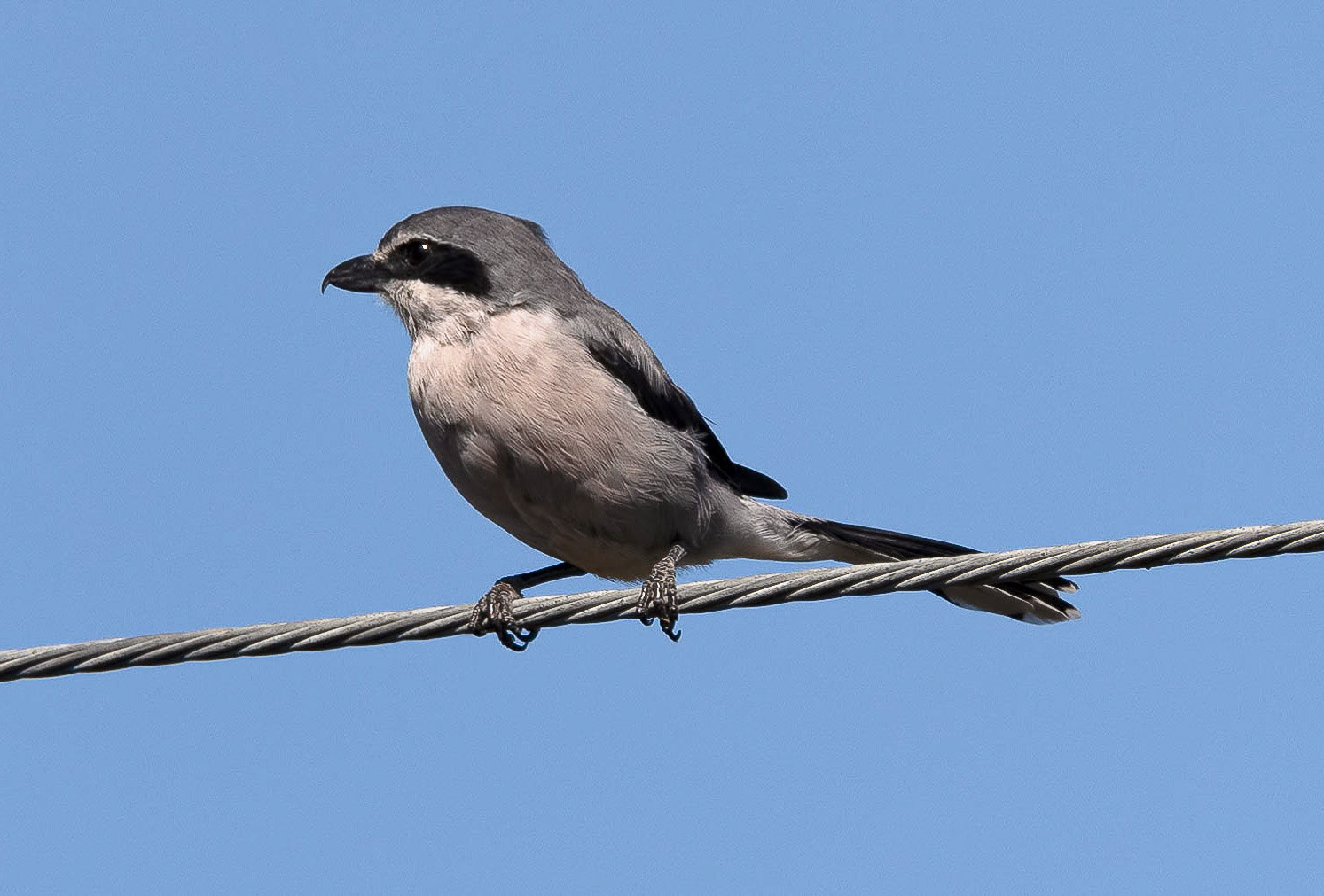 Iberian Grey Shrike, Vilafafila Spain 26/09/19