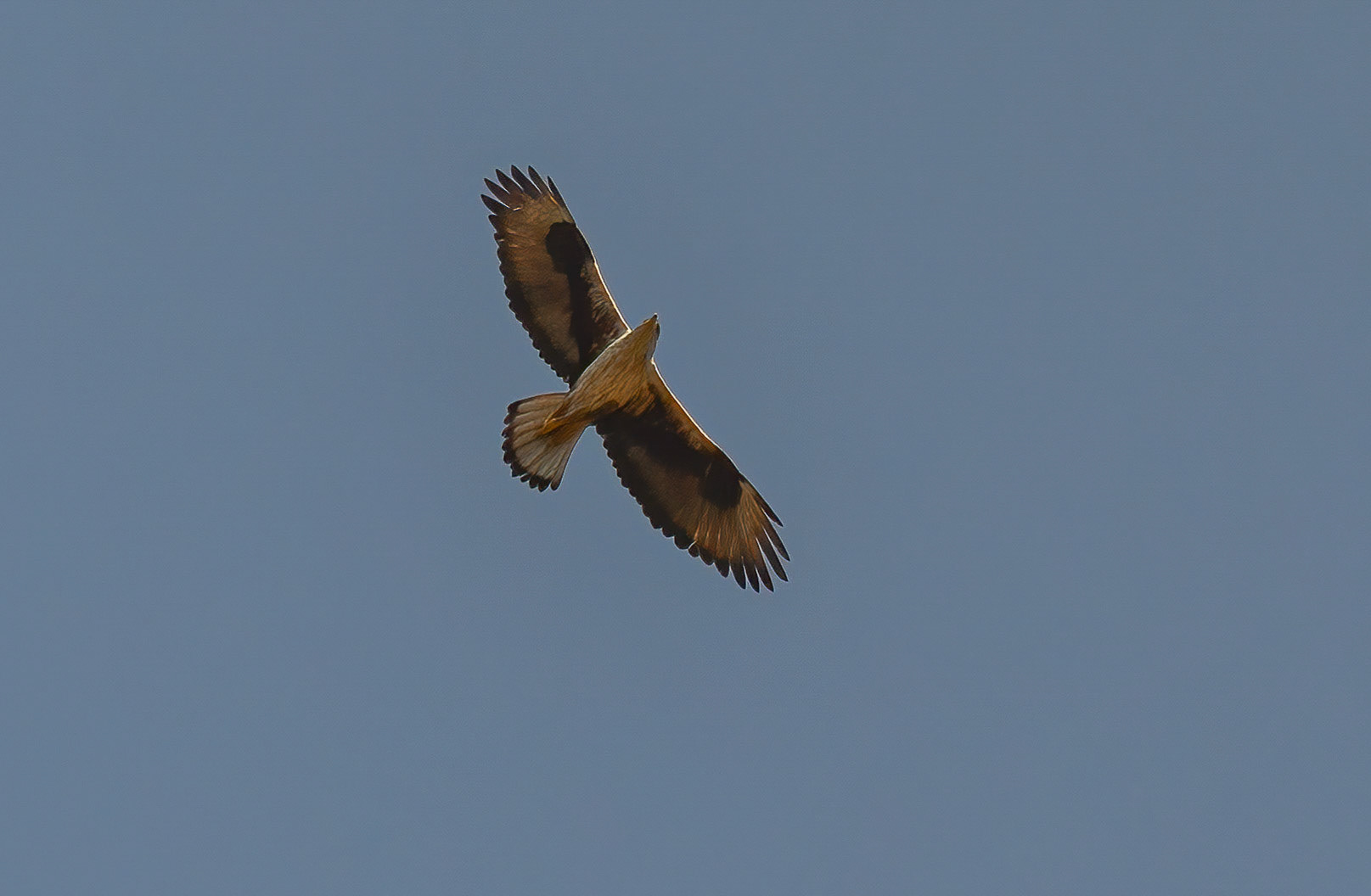 Long-legged Buzzard, Panna NP, Madhya Pradesh India 16/03/14.