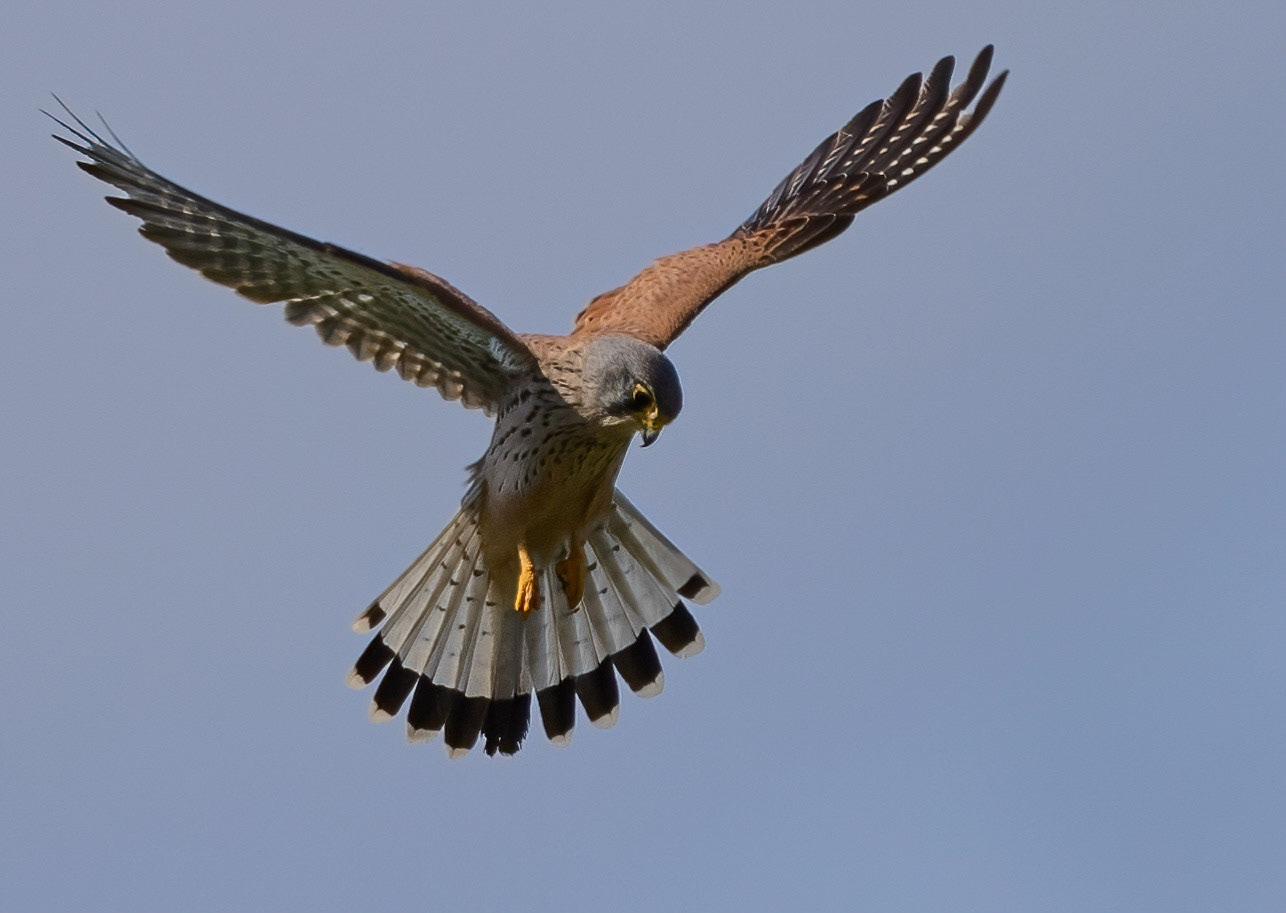 Male Kestrel, La Biar, Valencia, Spain. 10/03/22.