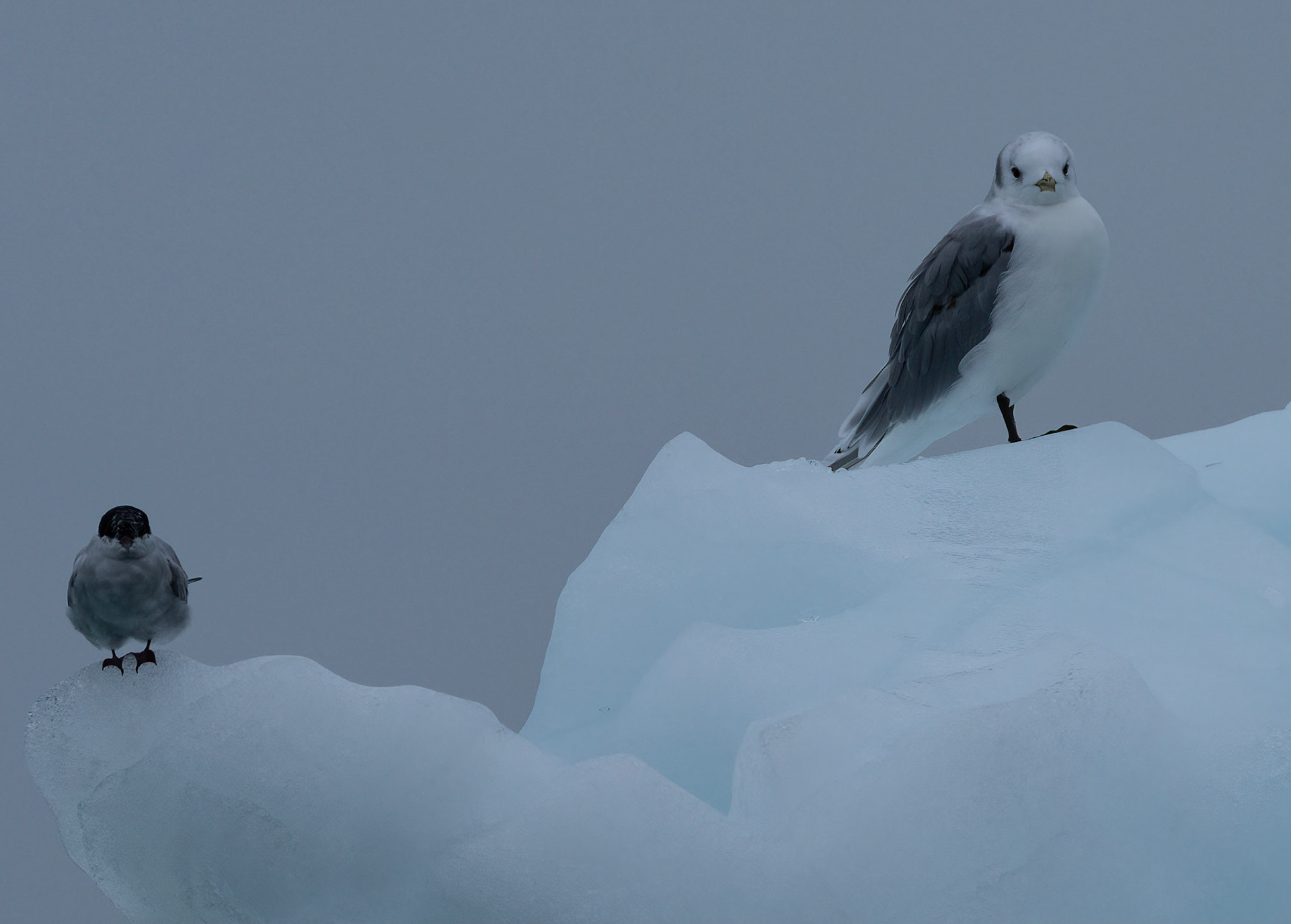 Kittiwake and Arctic Tern on iceberg near Vegafonna glacier, Svalbard. 05-08-2022.