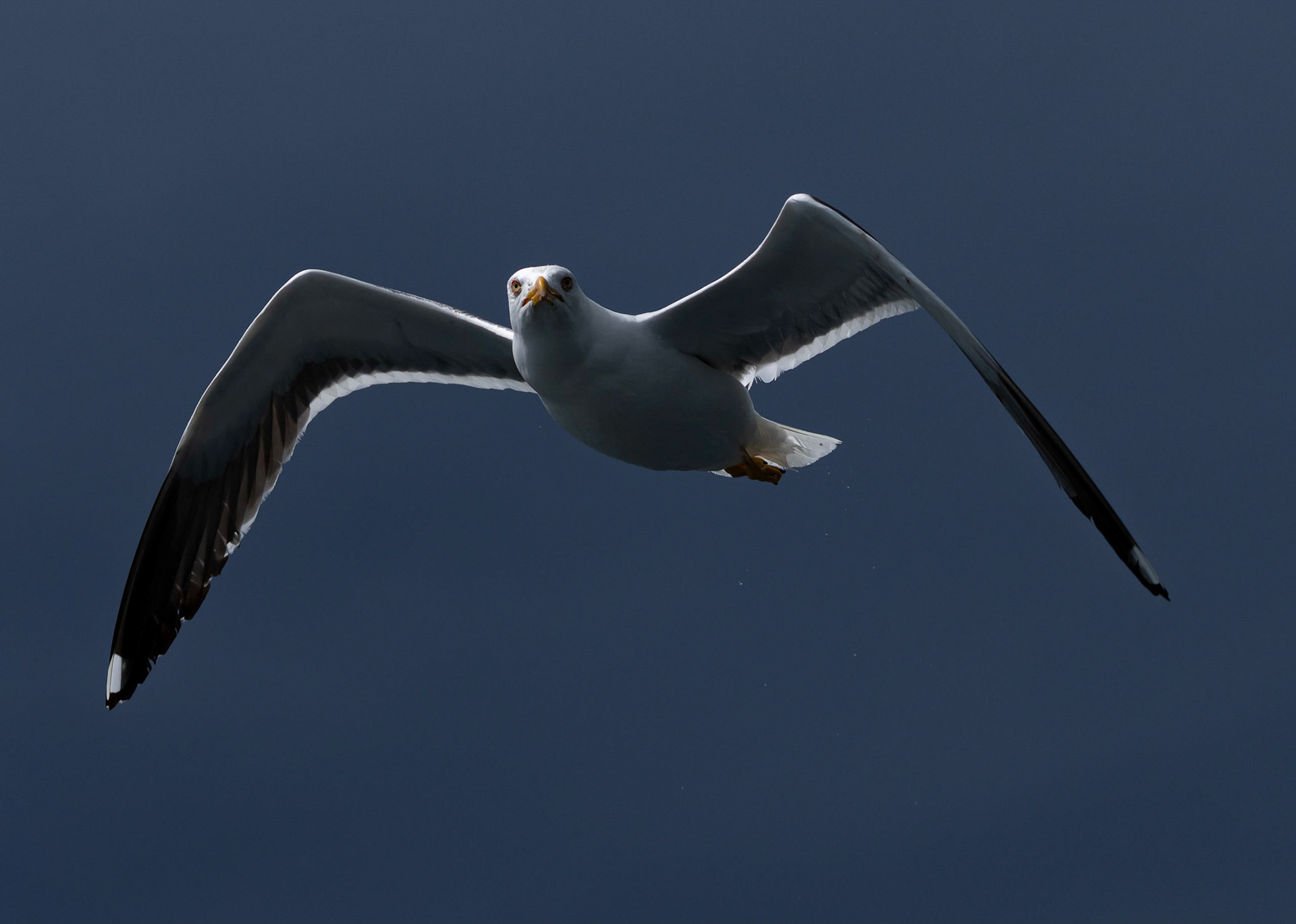 Lesser Black-back Gull, Loch Na Keal, Mull, Scotland. 05/08/21.