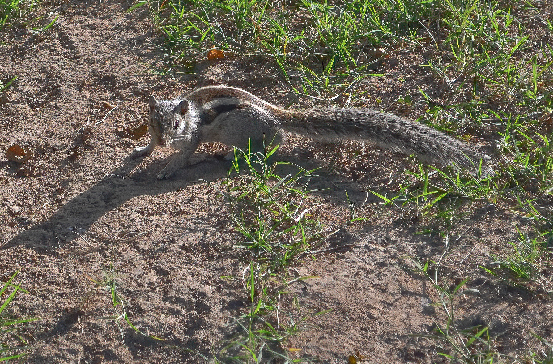 3-Striped Palm Squirrel, Khajuraho, Madhya Pradesh India 15/03/14.