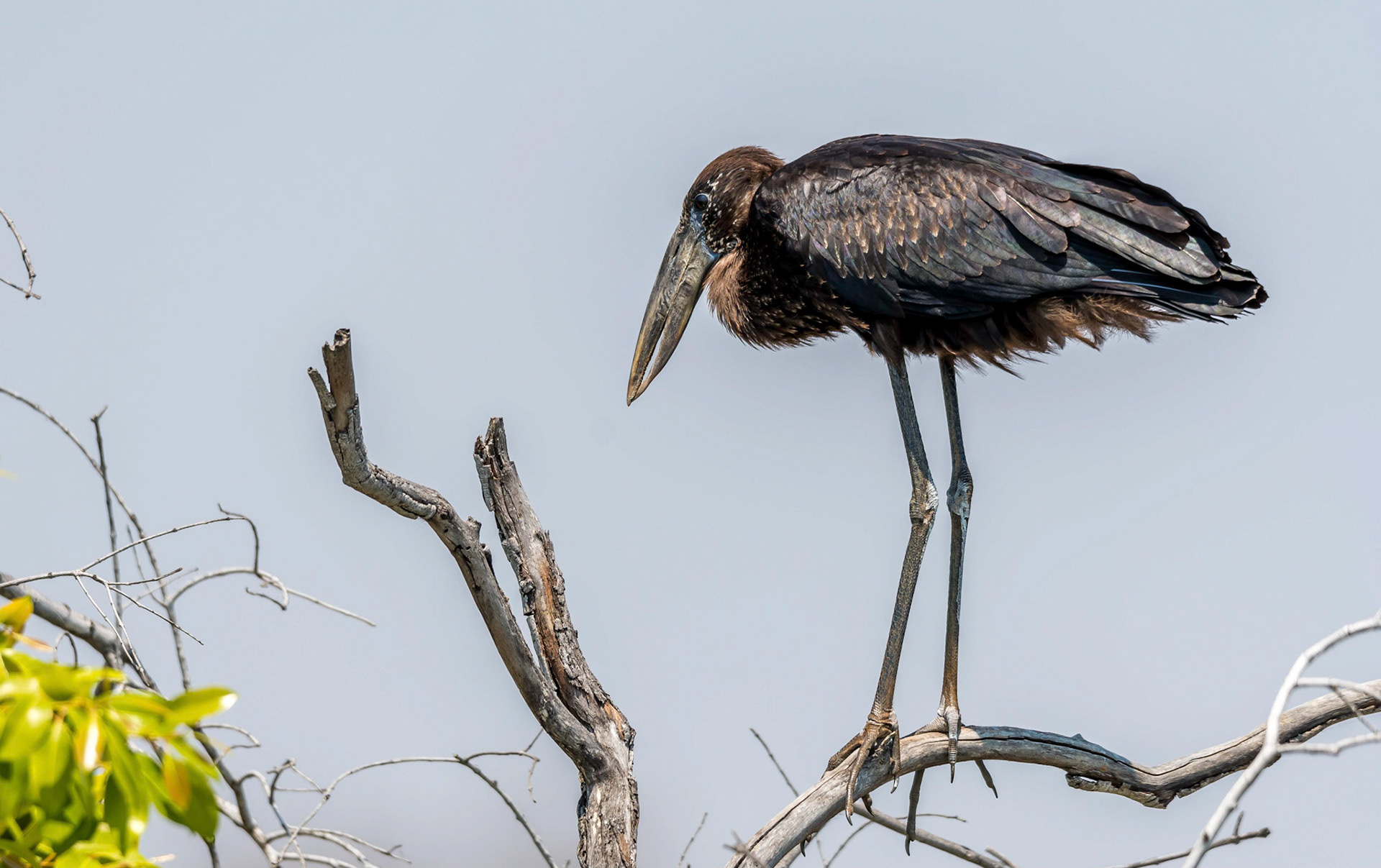 Open-billed Stork, Mukambi Zambia 02/09/17