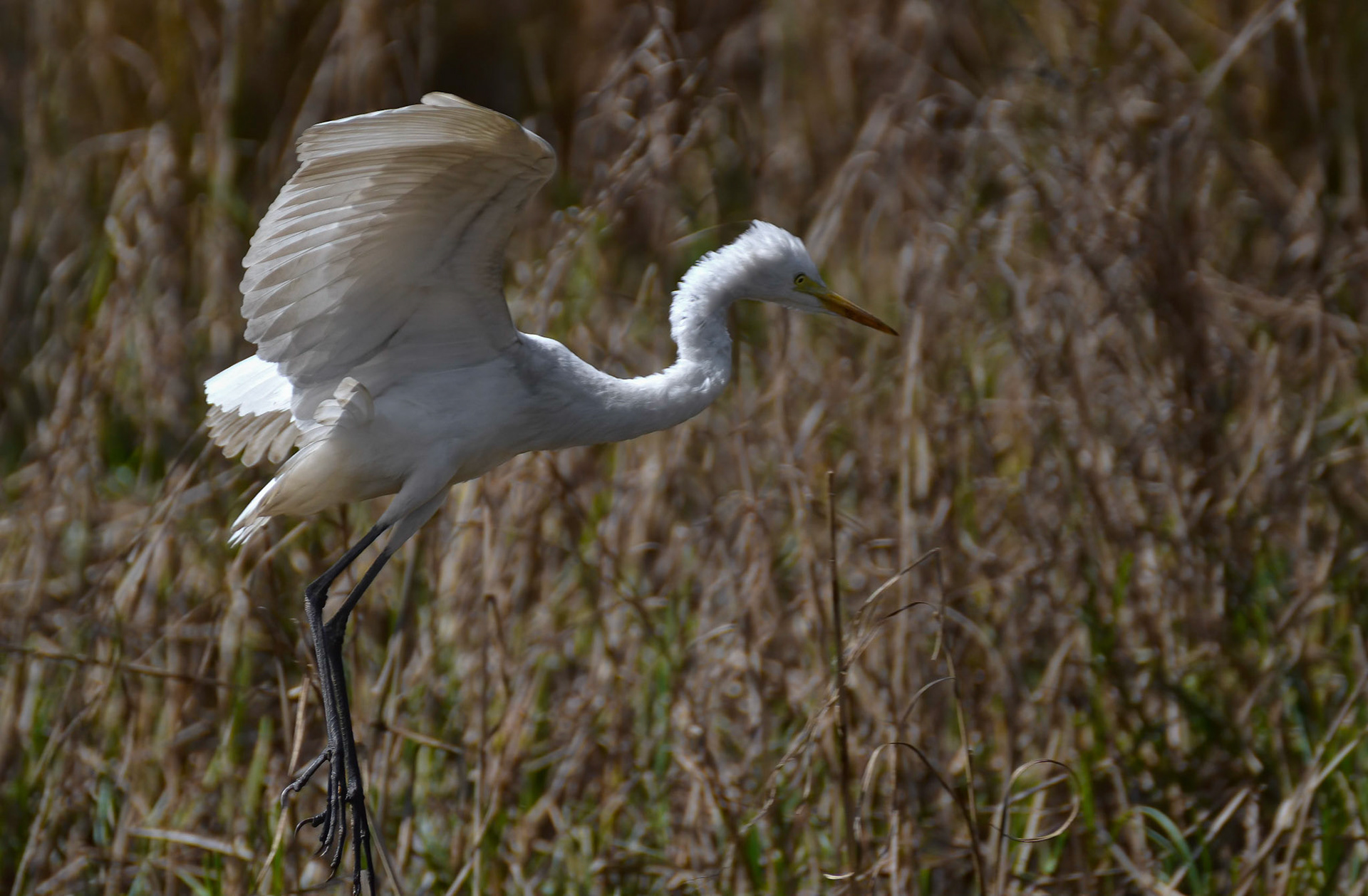 Intermediate Egret, Sultanpur NP, Haryana India, 08/03/14.