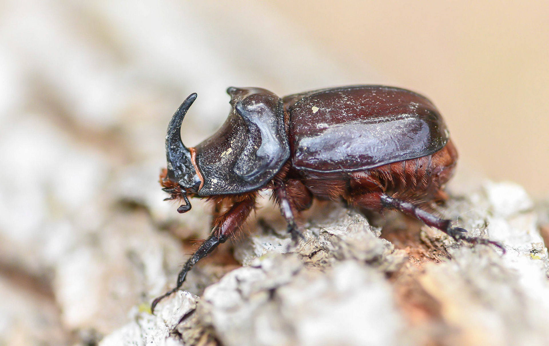 Rhinoceros Beetle, La Biar Spain 08/07/16