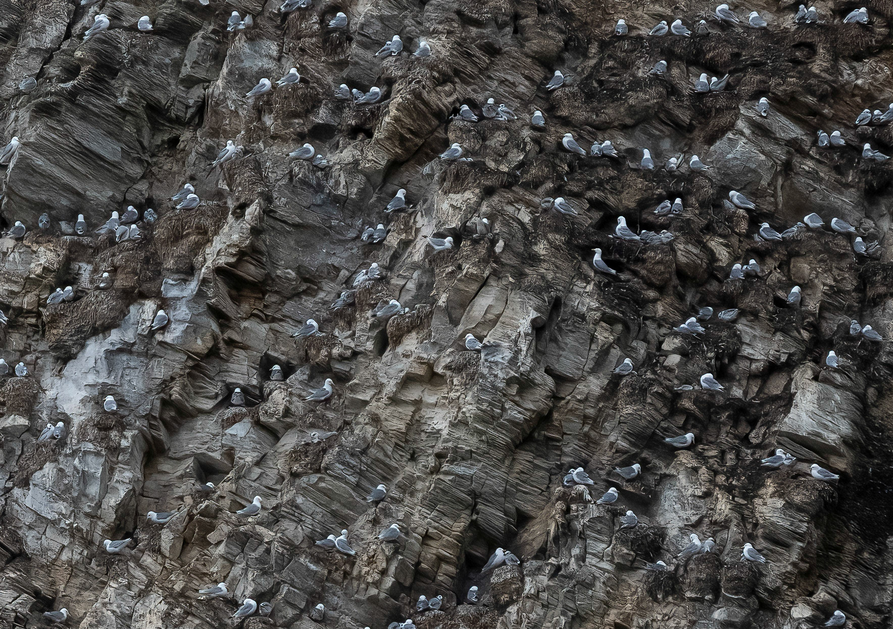 Kittiwake nesting, Nathorstland, Svalbard. 09-08-2022.