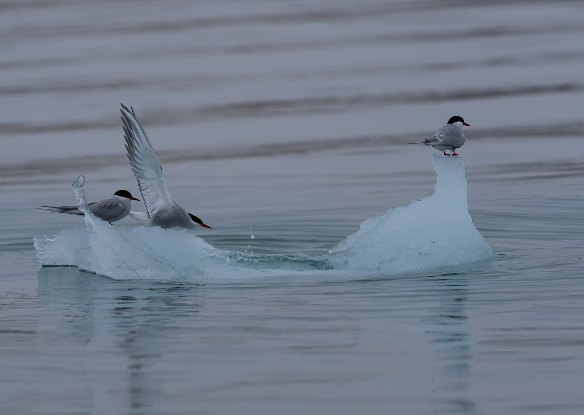 Arctic Terns near Vegafonna glacier, Svalbard. 05-08-2022.