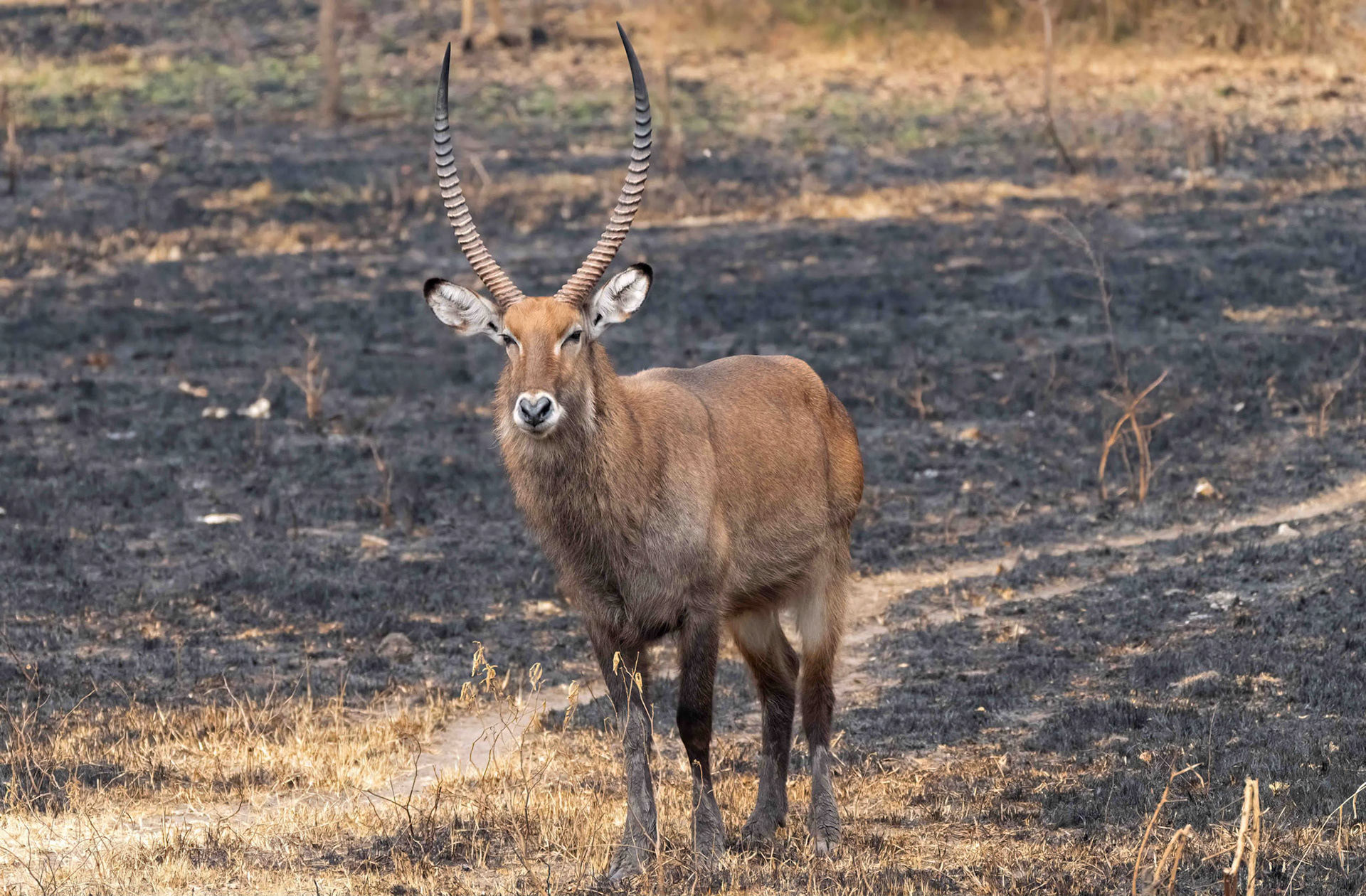 Defassa Waterbuck male, Queen Elizabeth NP. Uganda. 06-08-23.