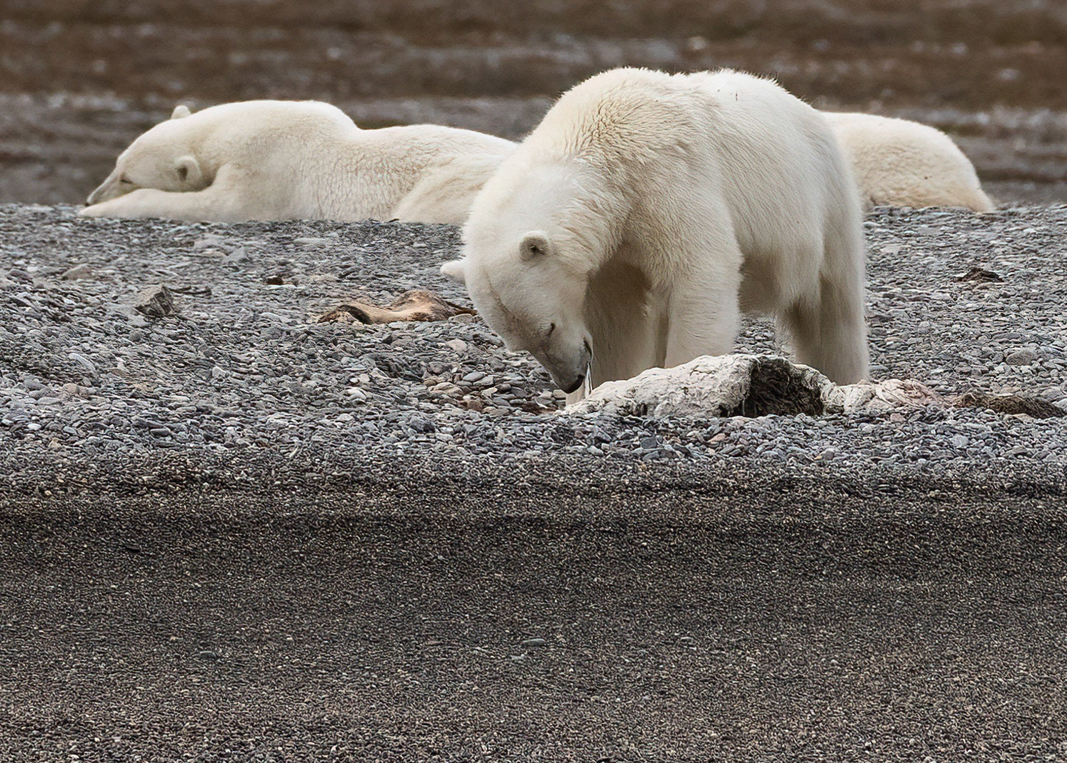 Polar Bear cubon 2 year old Whale meat, Lomfjorden shore, Svalbard. 04-08-2022.