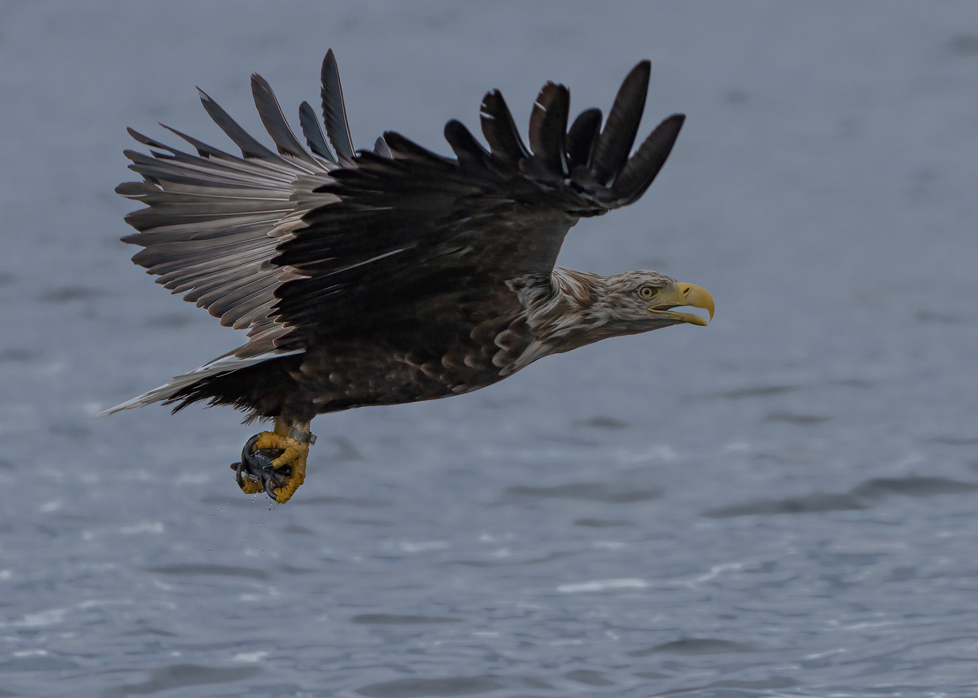 White-tailed Eagle, Loch Na Keal, Mull, Scotland. 06/08/21.