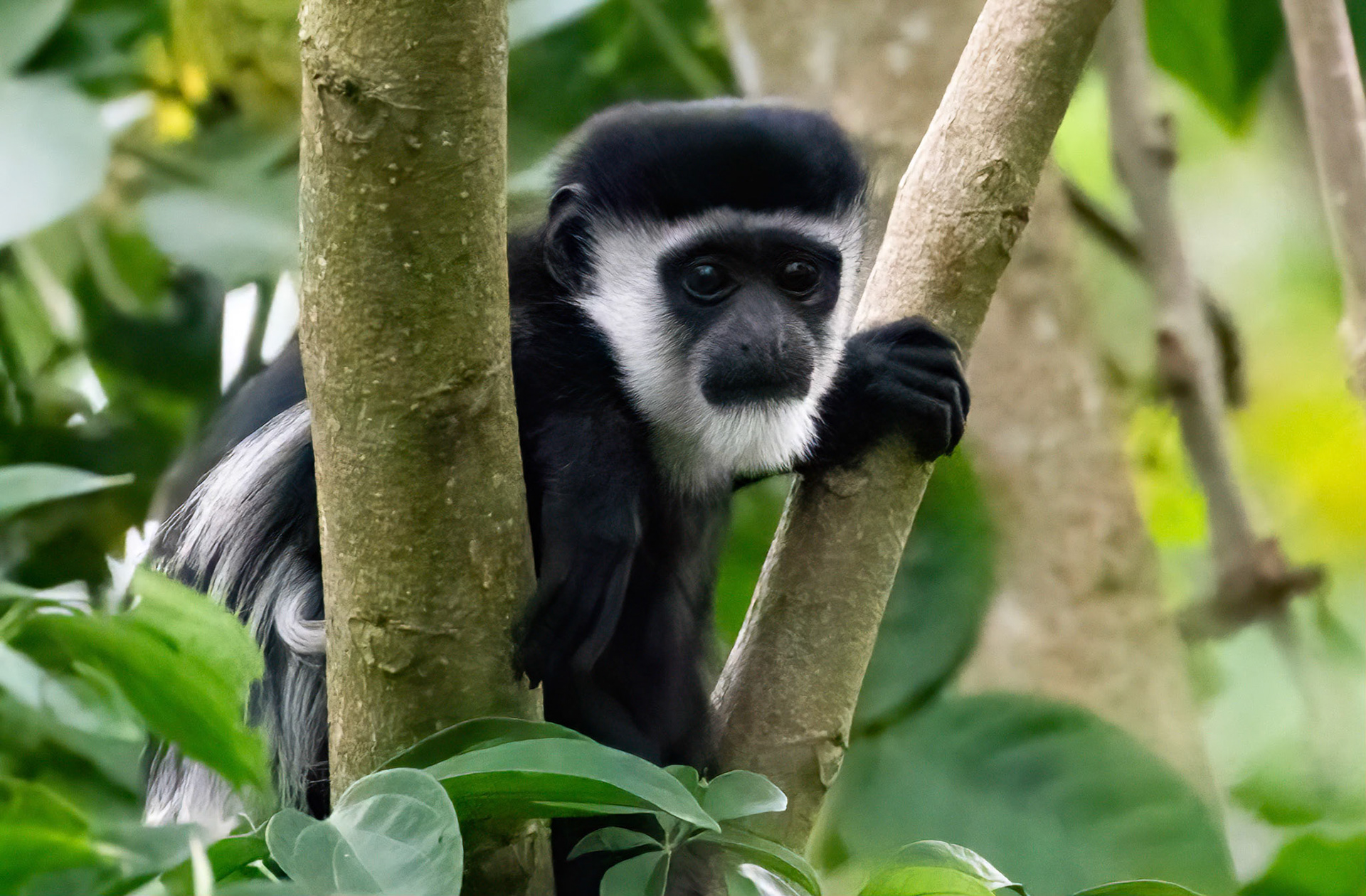 Black and White Colobus Monkey, Kibale Forest, Uganda. 04-08-23.