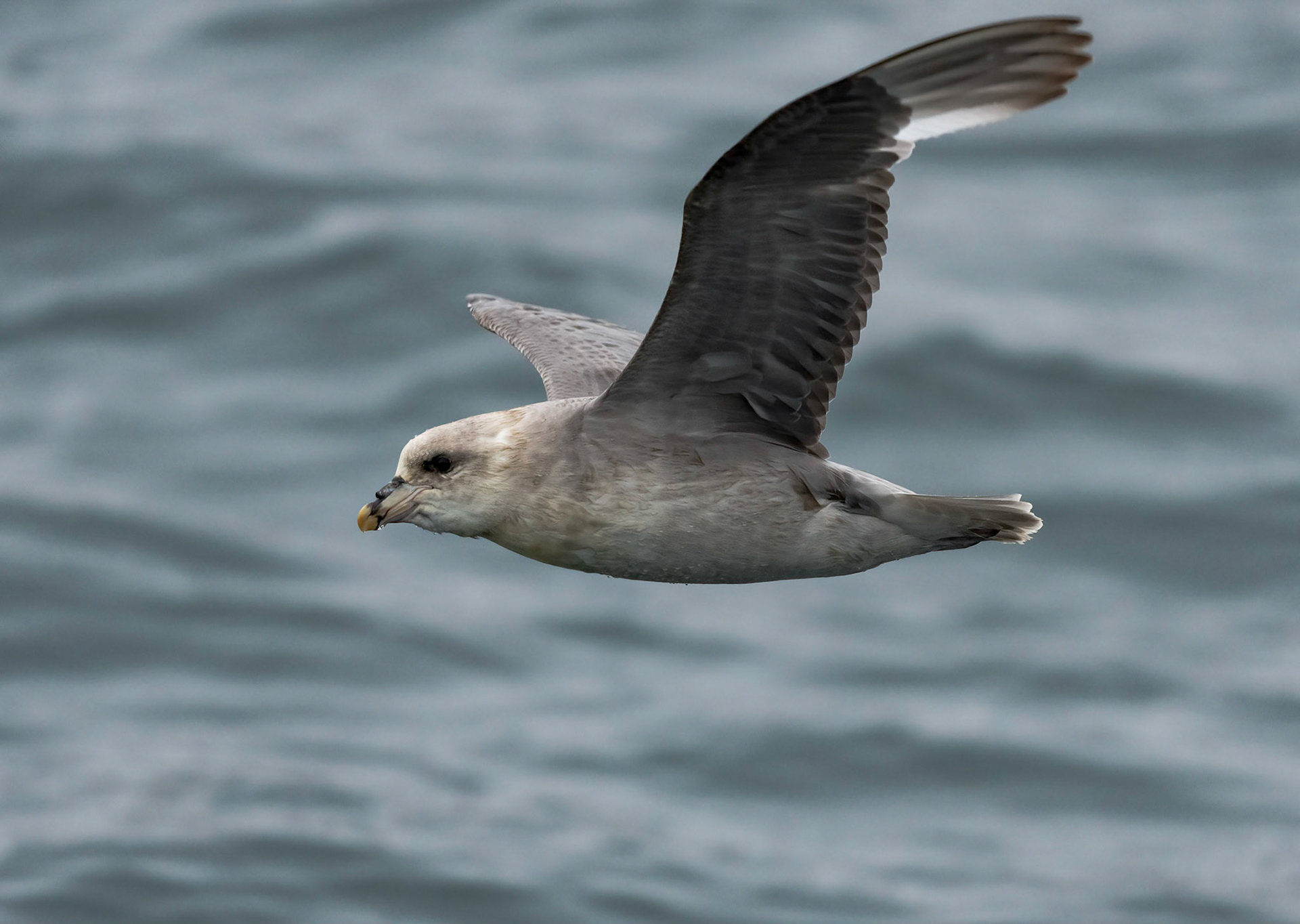 Northern Fulmar, Hinlopen Strait, Svalbard. 04-08-2022.