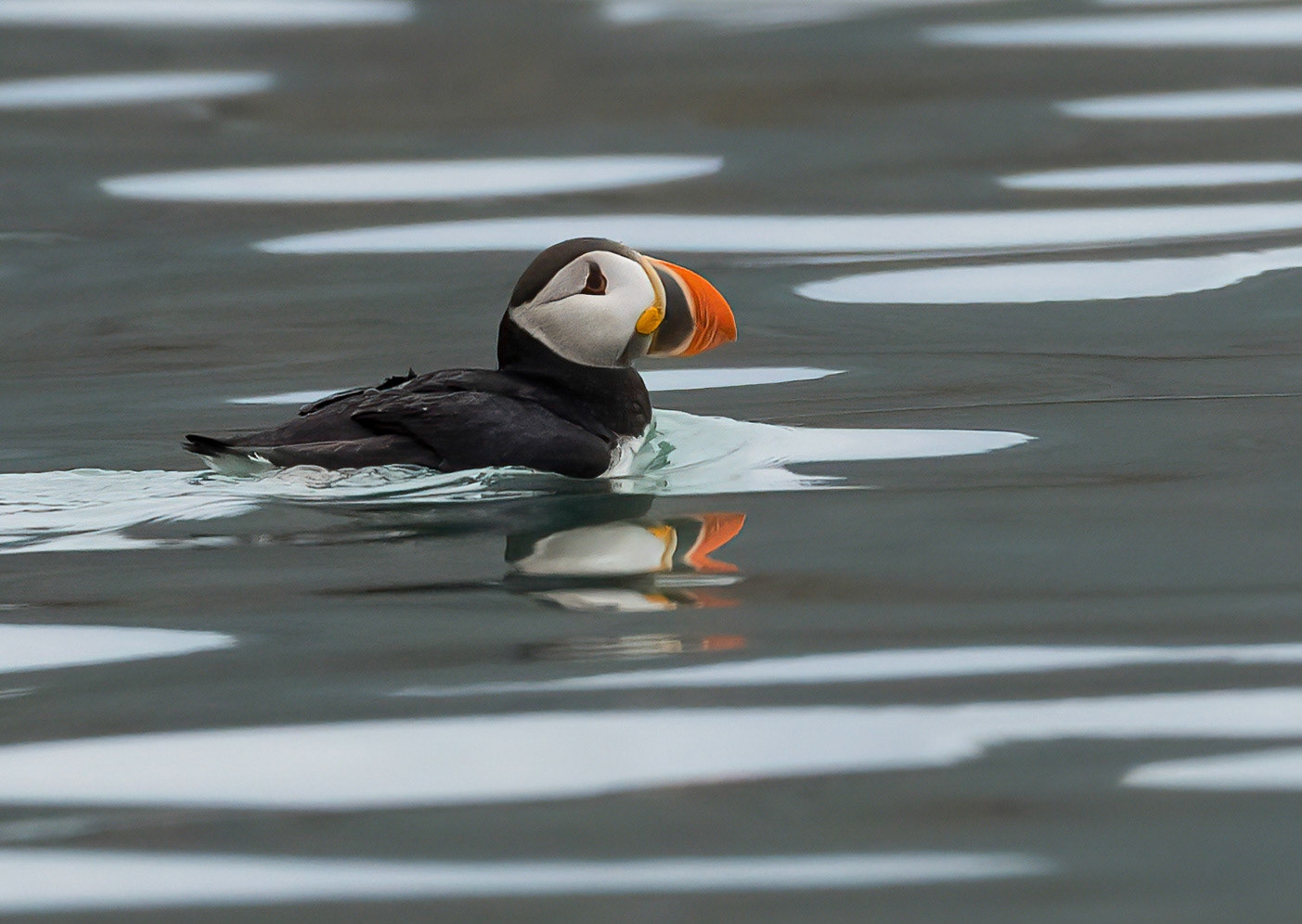 Puffin, Kongsfjorden, Svalbard. 02-08-2022.