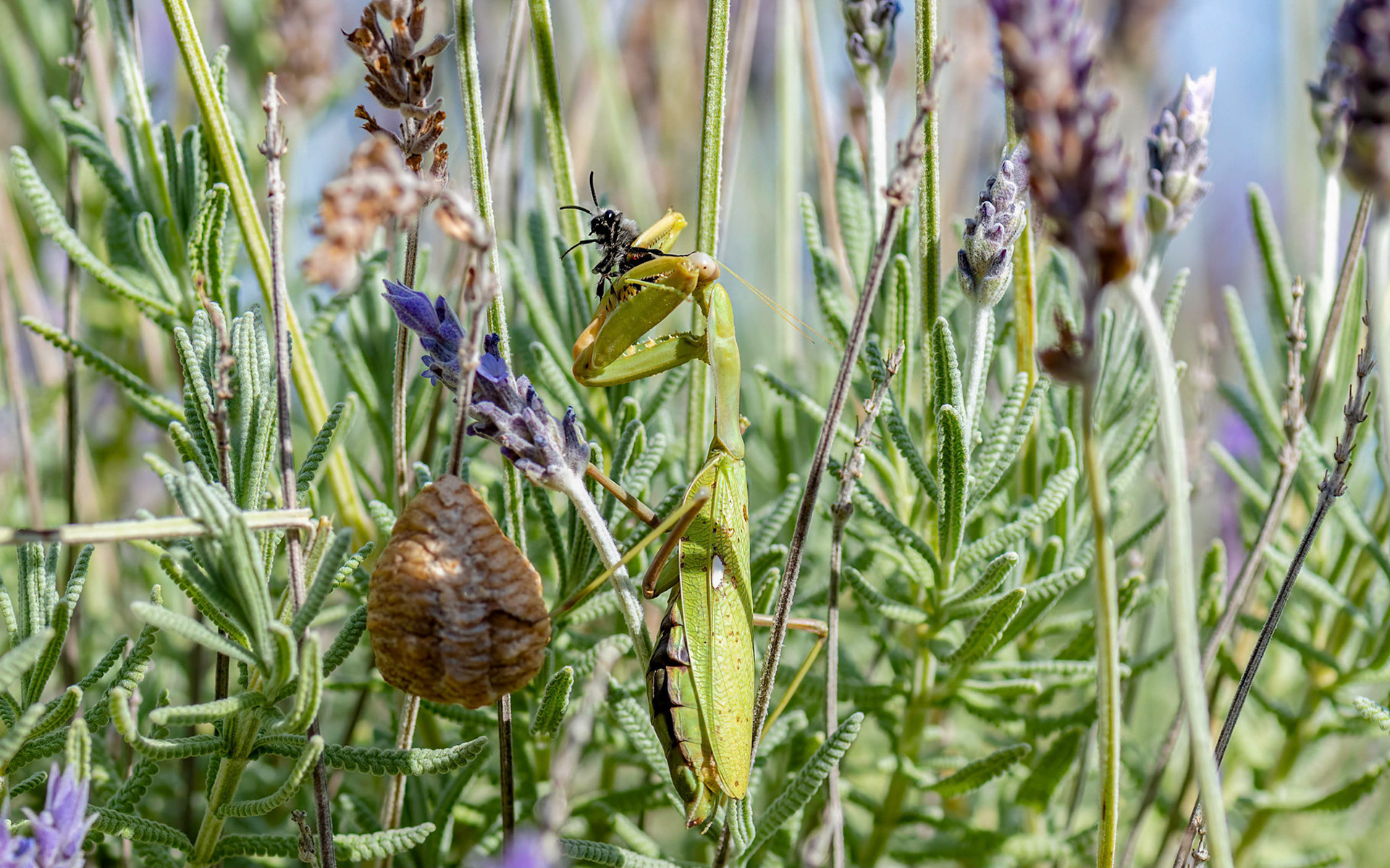 Praying Mantis f, La Biar, Spain 06/03/16