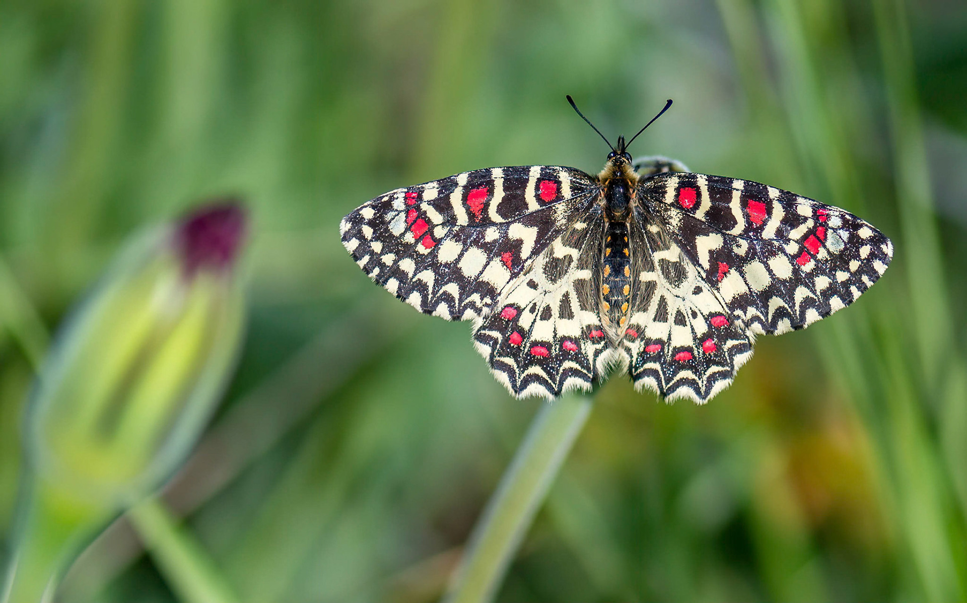 Spanish Festoon, La Biar, Spain 22/04/18