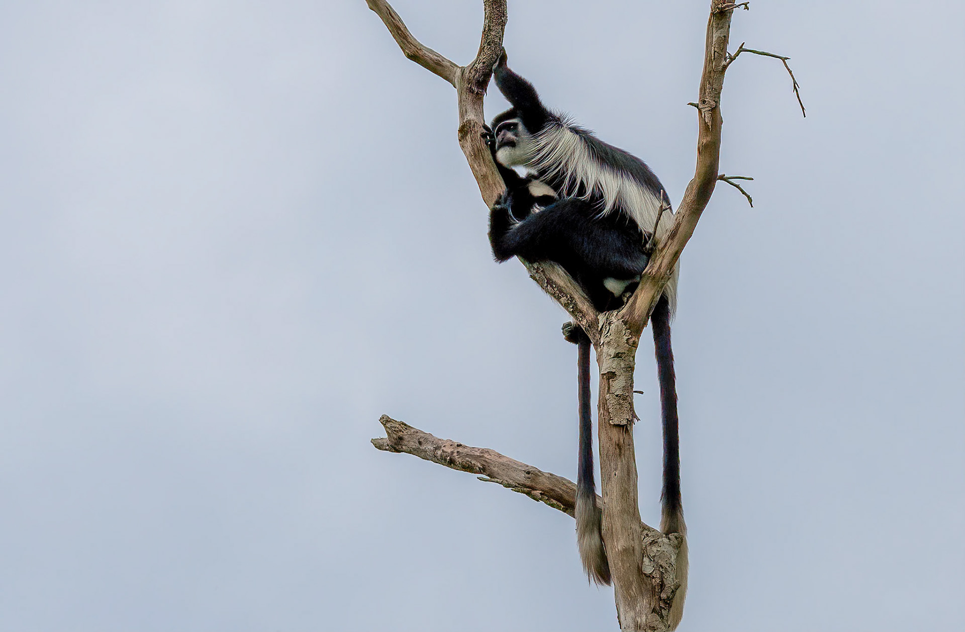 Black and White Colobus Monkeys, Bigodi Swamp, Uganda. 03-08-23.