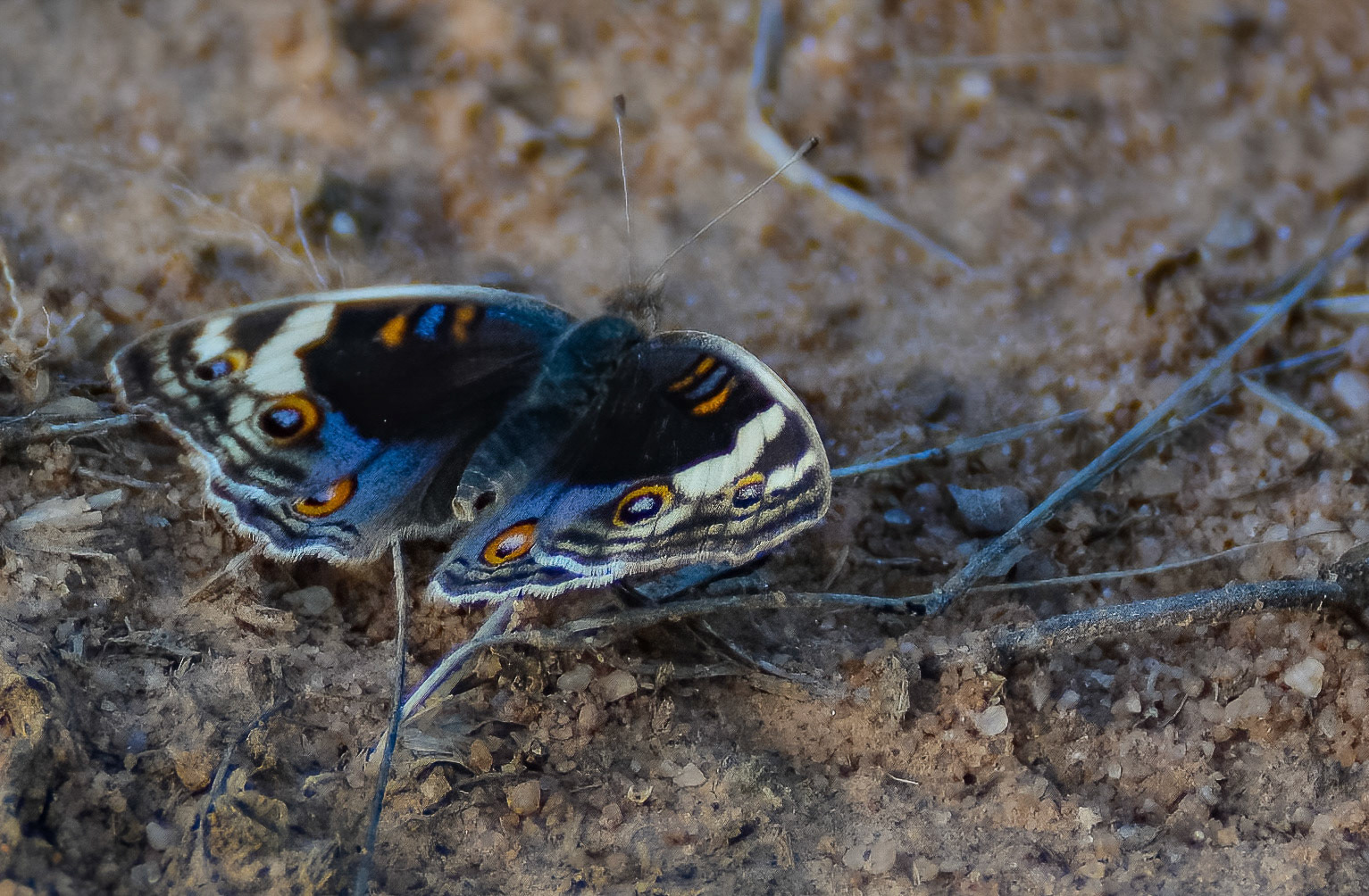 Blue Pansy Butterfly, Bandhavgarh NP, Madhya Pradesh, India 17/03/14.