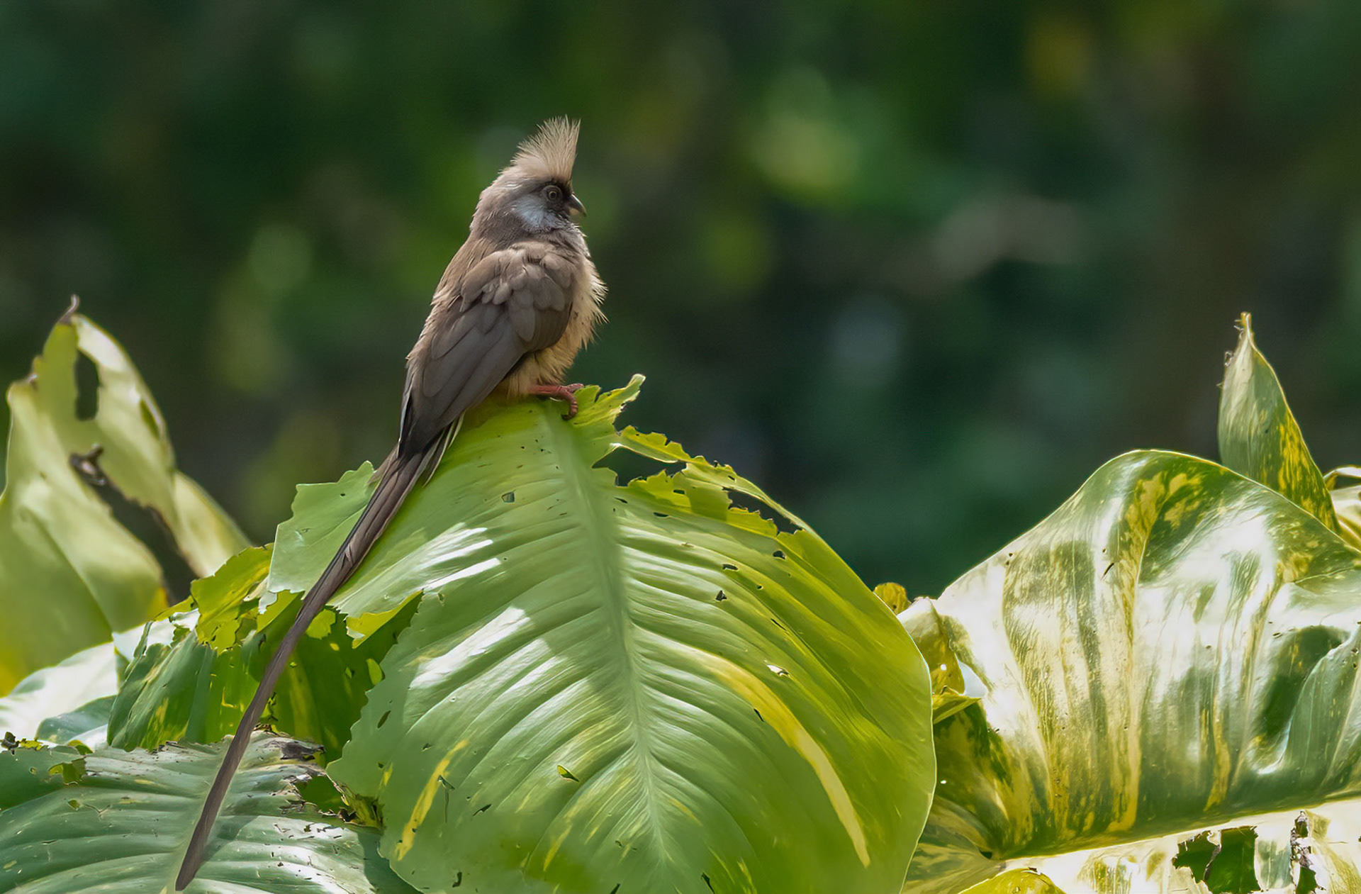 Speckled Mousebird, Chimpanzee Forest Lodge near Kibale, Uganda. 03-08-23.