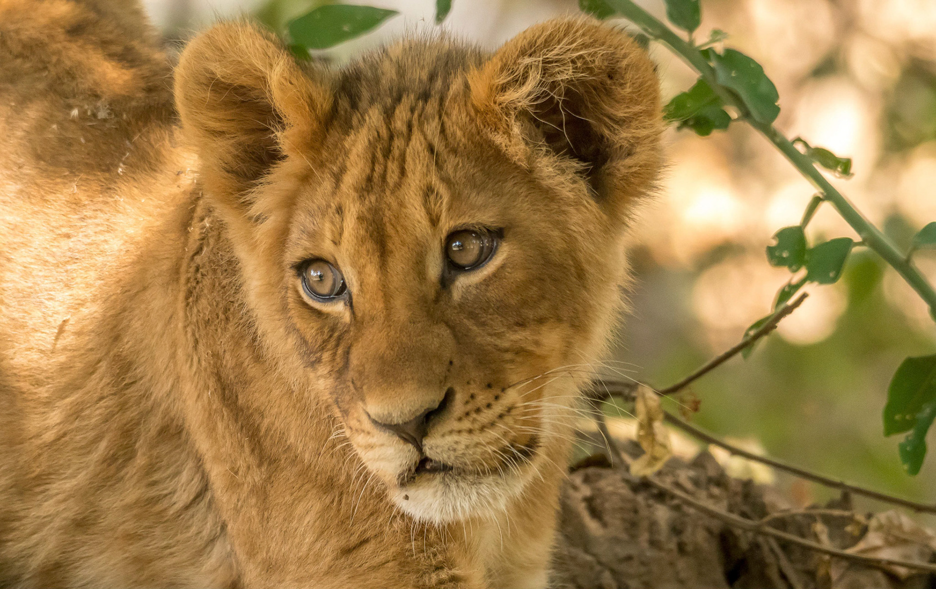 Lion Cub, Chongwe Zambia 05/09/17