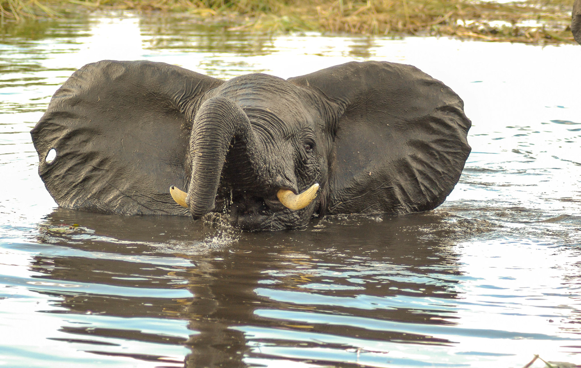 Elephant, Mazmbala Caprivi Namibia 15/05/11