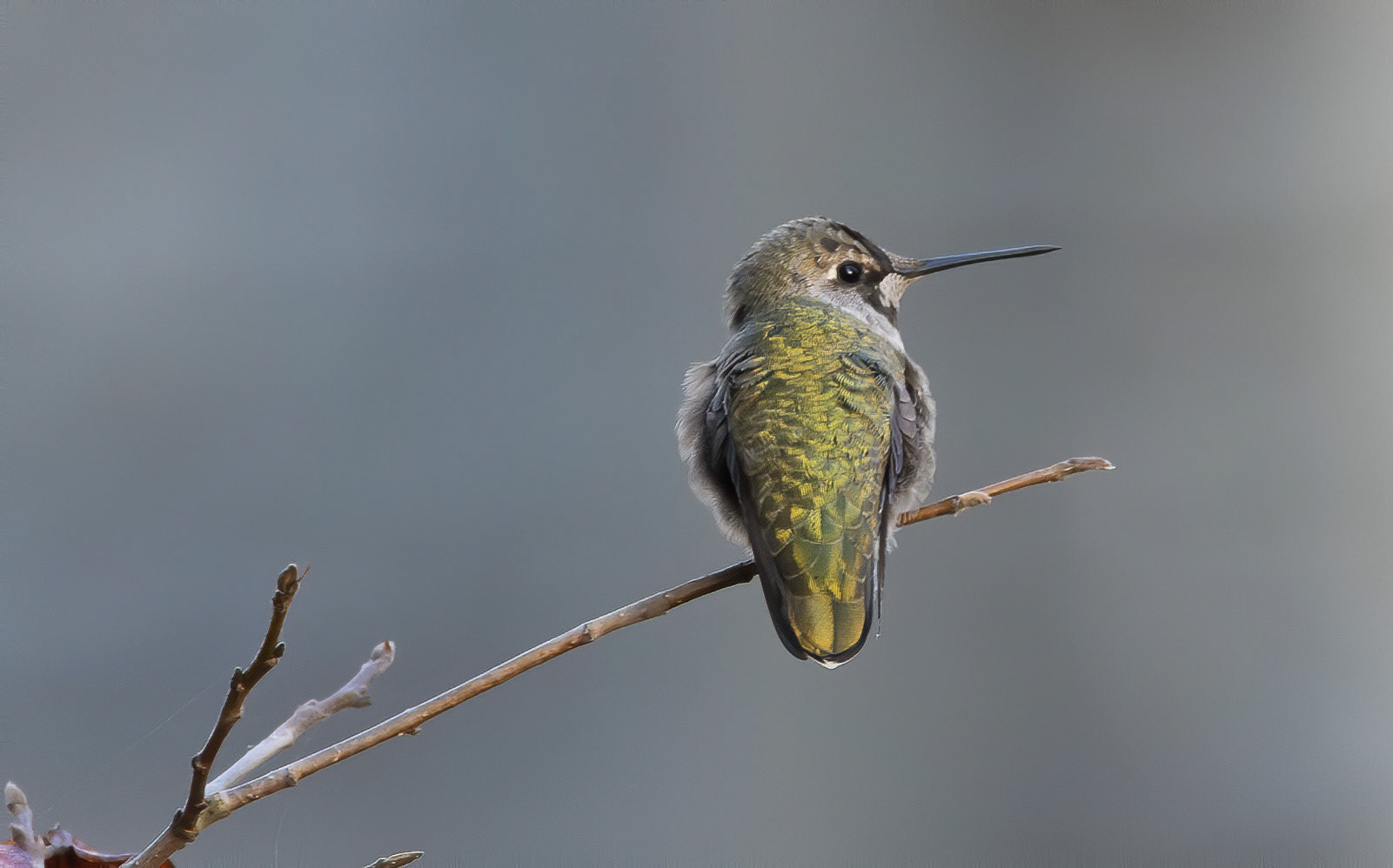 Anna's Hummingbird. Mississauga. B.C. 27/09/18