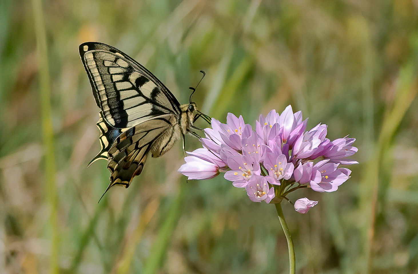 Swallowtail on Field Garlic, La Biar, Valencia, Spain. 29-03-23.