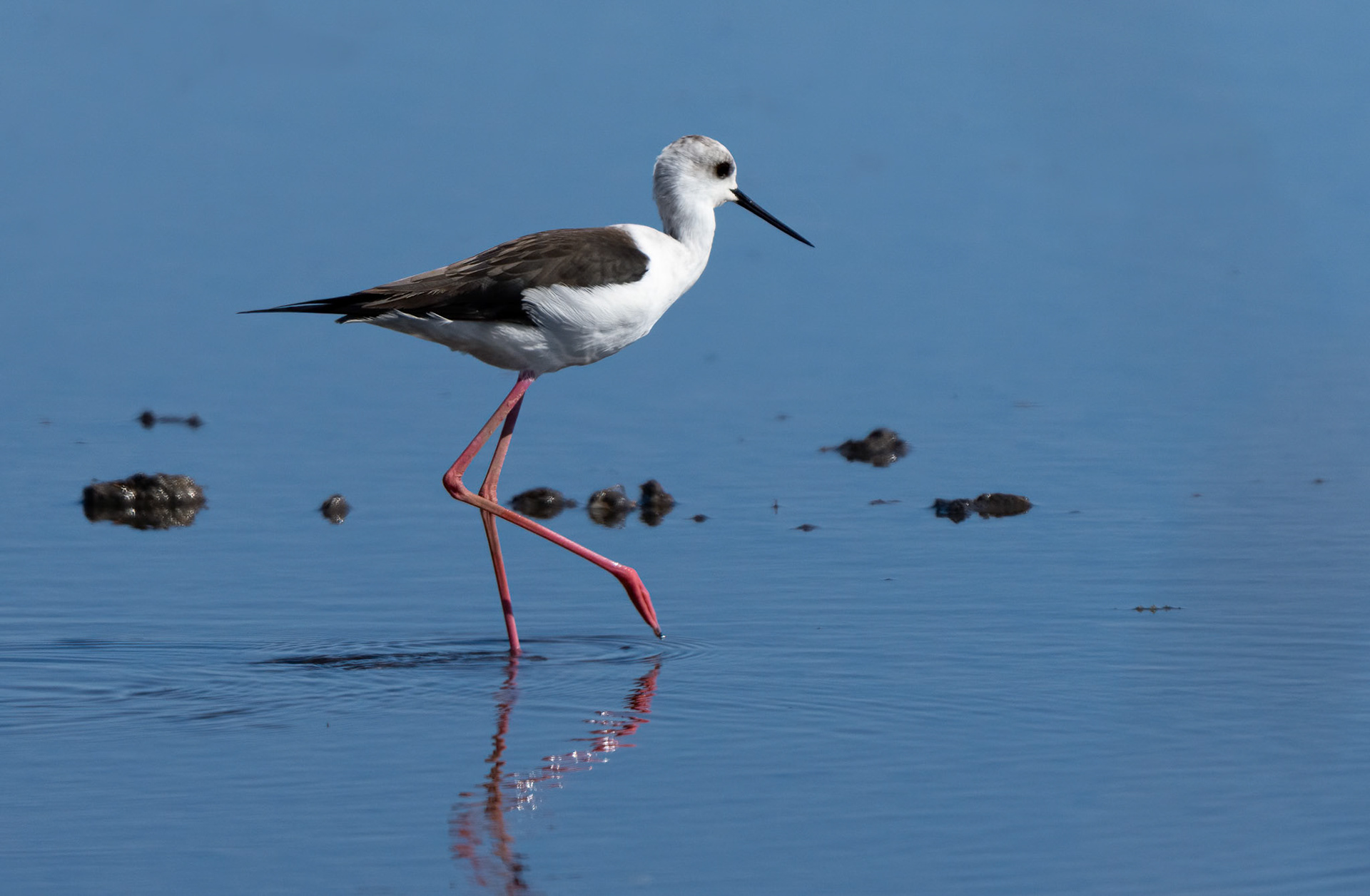 Black-winged Stilt, Pego Marshes, Valencia Spain. 16-04-23.