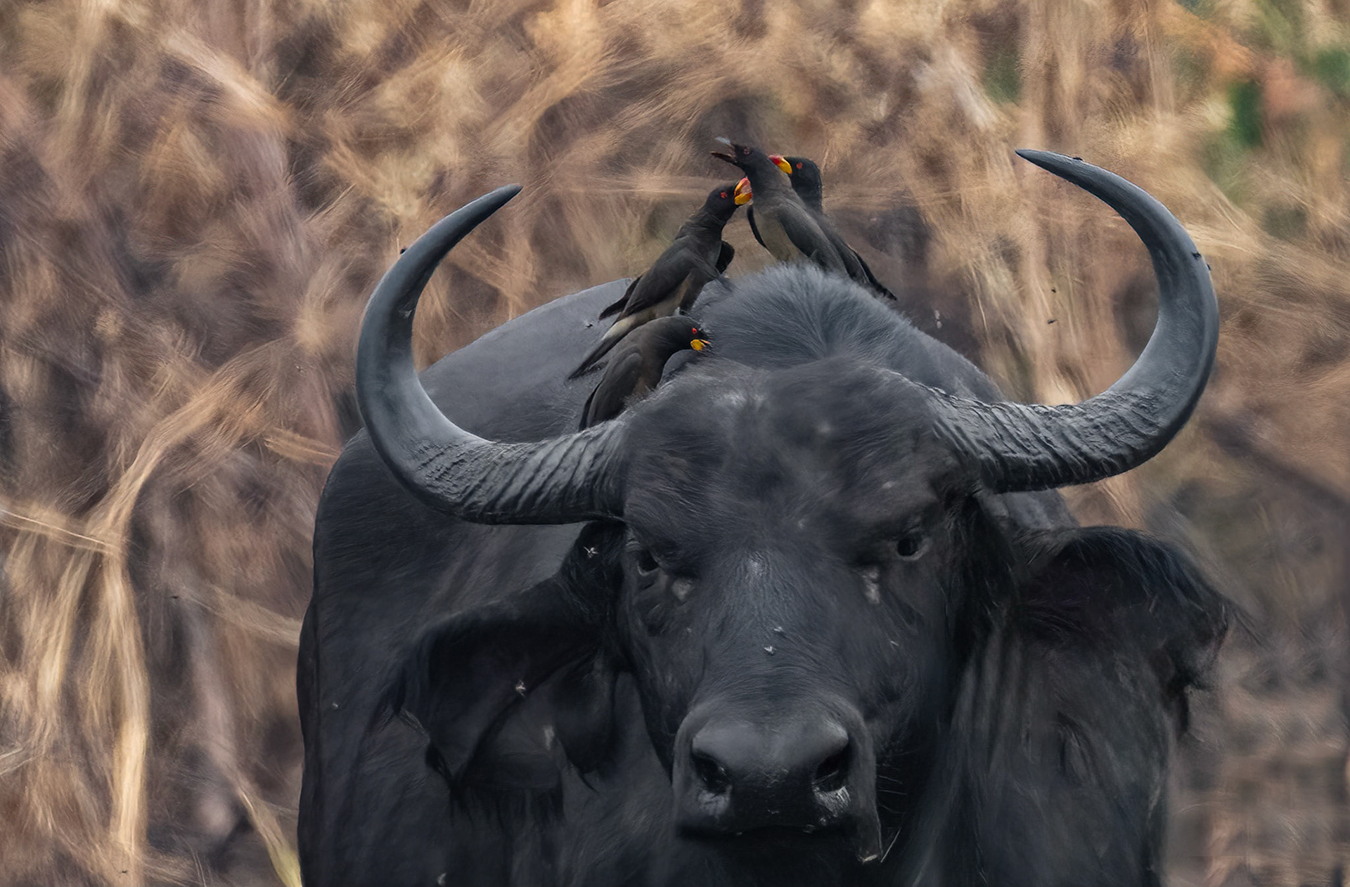 Cape Buffalo + Yellow-billed Oxpeckers, Queen Elizabeth NP. Uganda. 04-08-23.