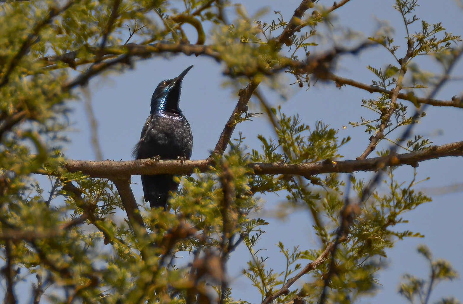 Purple Sun Bird m. Sultanpur NP, Haryana India 08/03/14.