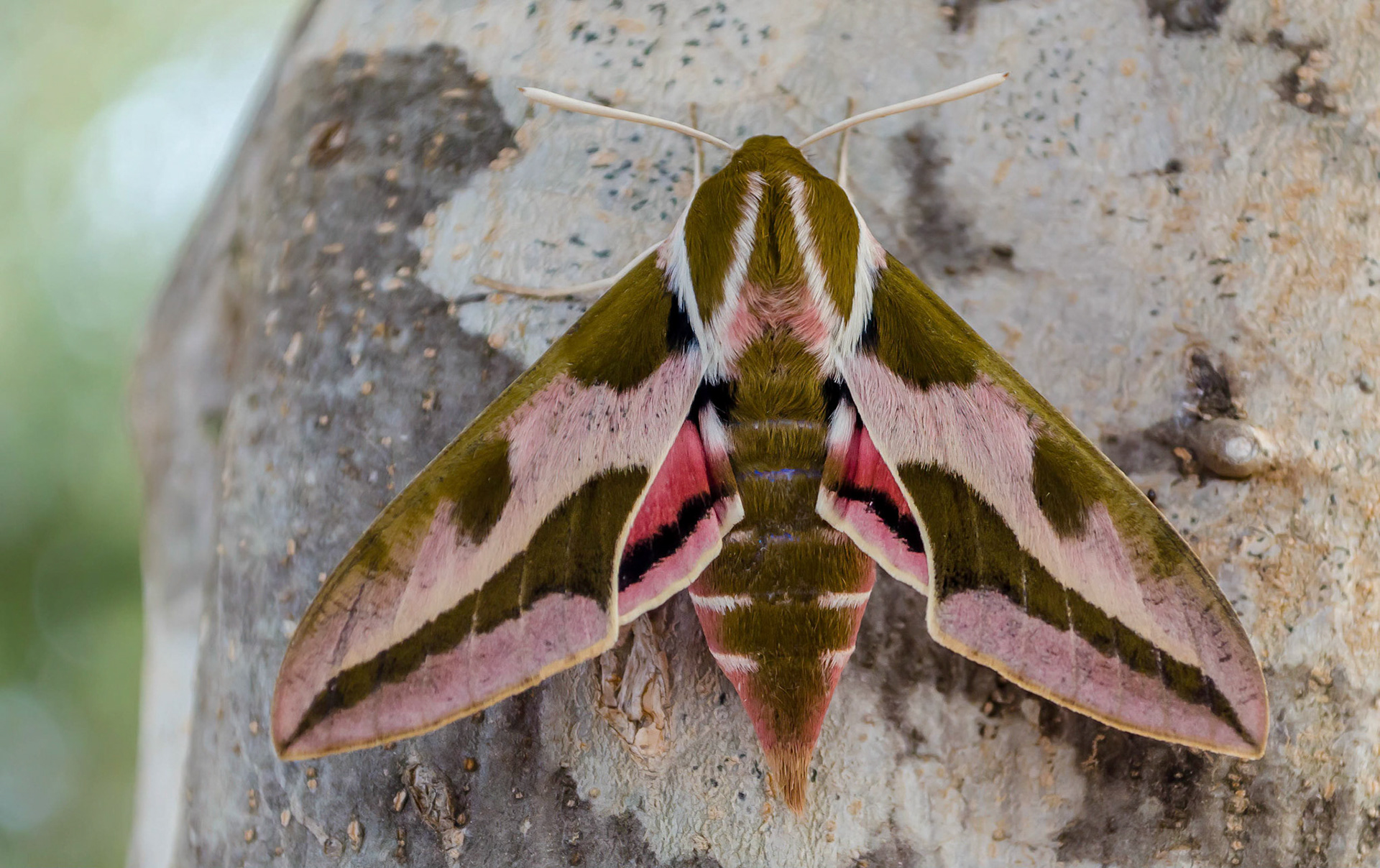 Spurge Hawkmoth, La Biar Spain 26/04/15