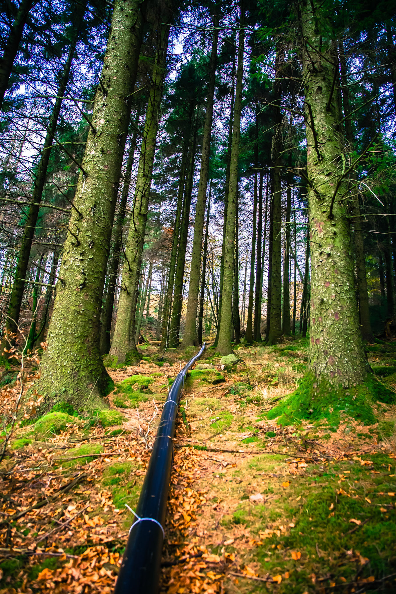 EDF Energy Hydro Electric power.