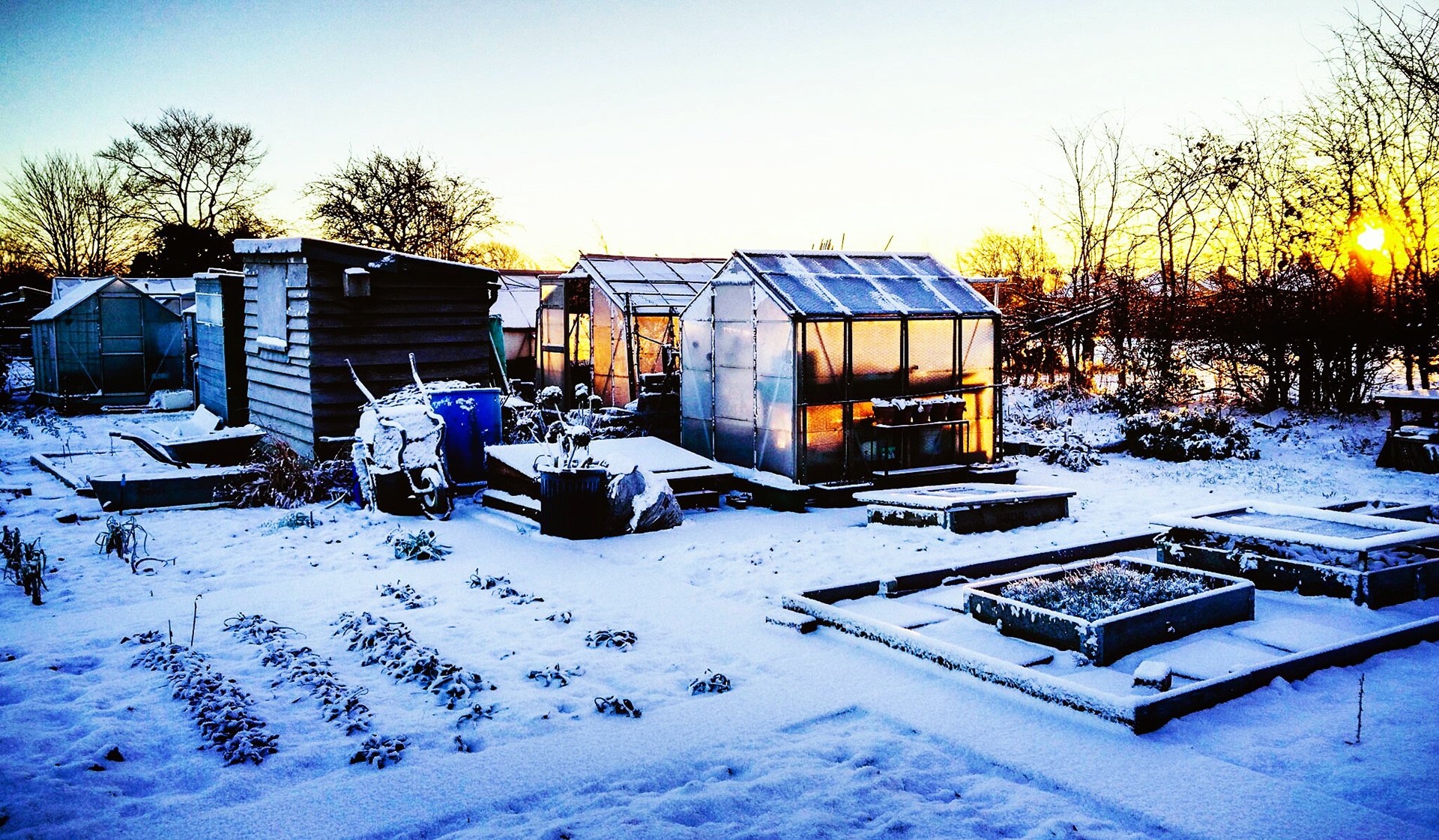 Allotment,greenhouse,snow,sunrise