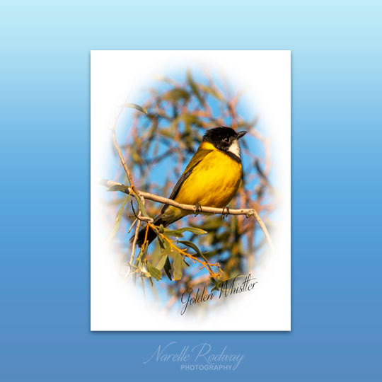 Golden Whistler