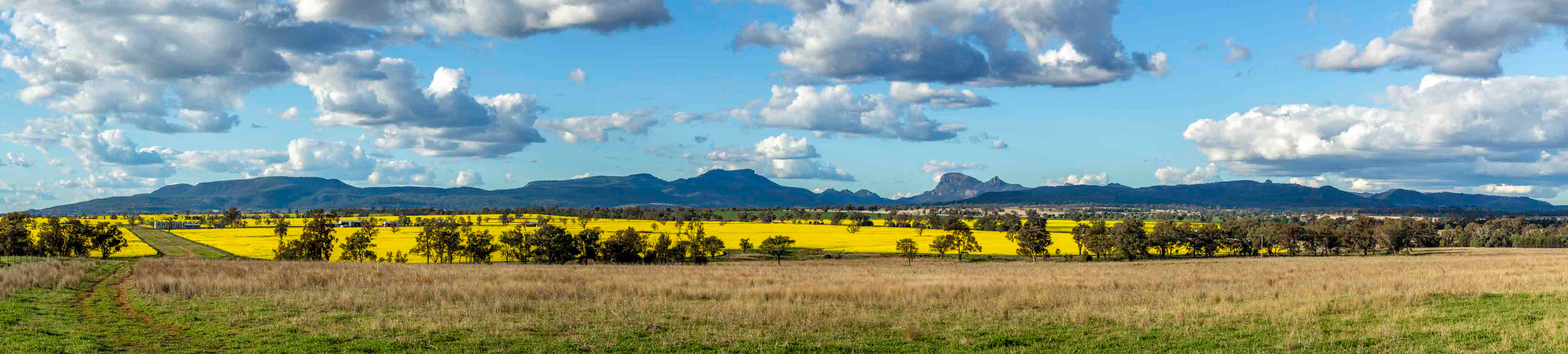 Canola farming - Warrumbungle Range