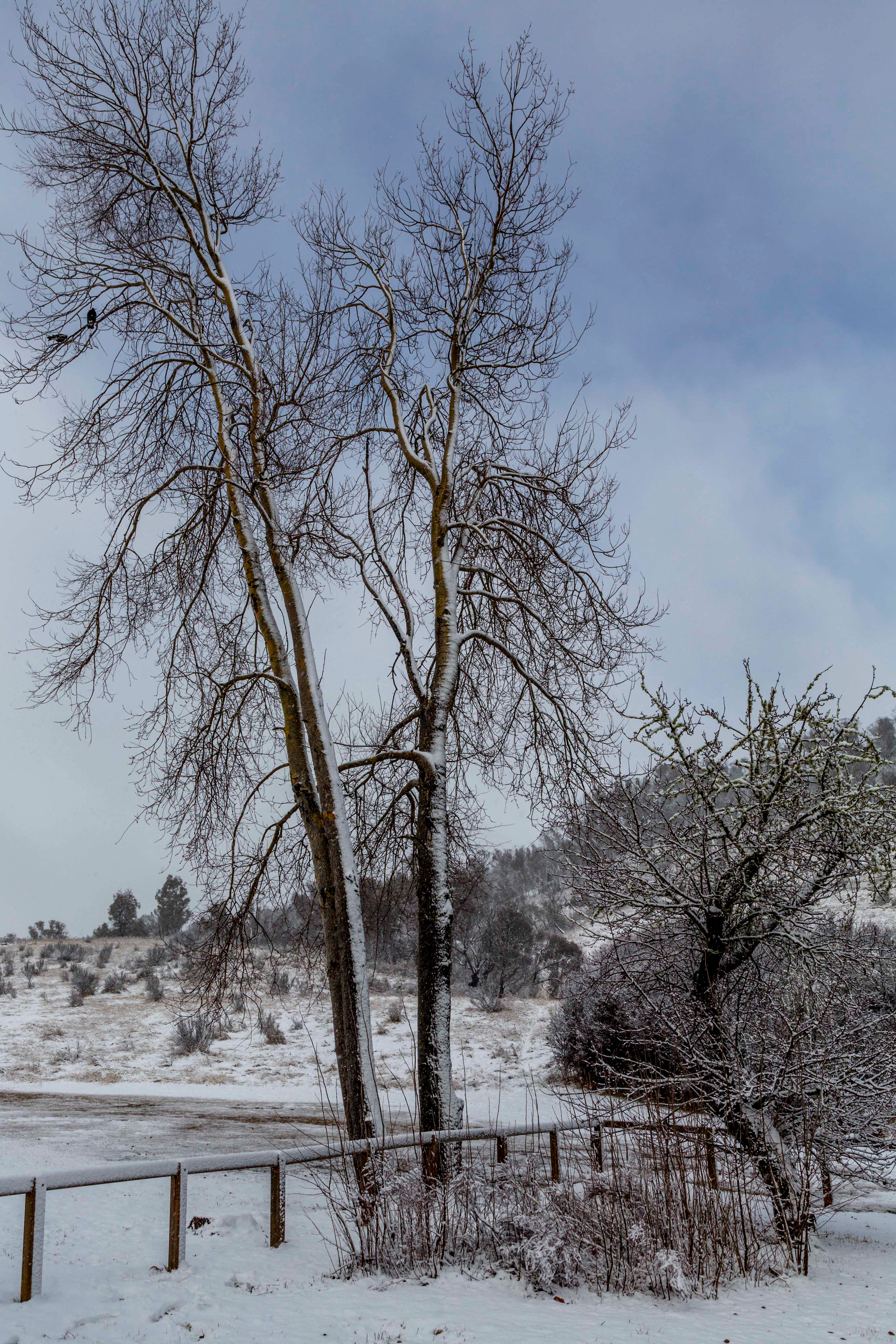 Snowfields
