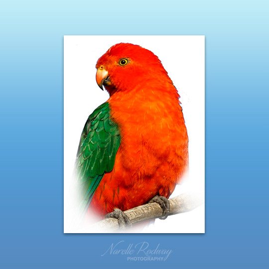 King Parrot (male)
