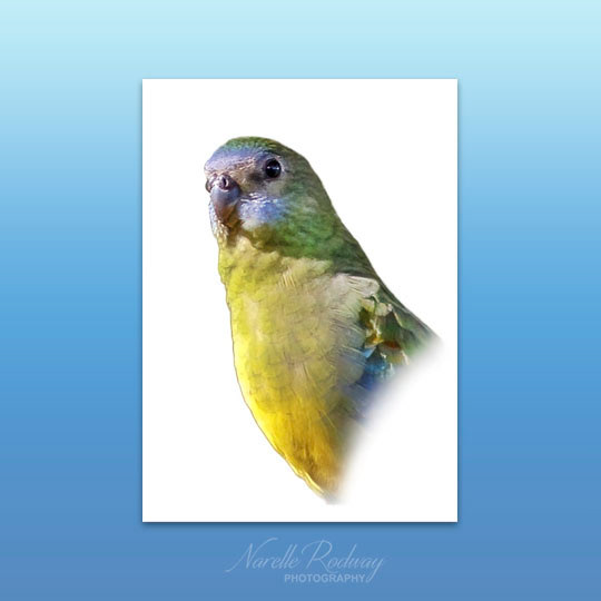Turquoise Parrot
