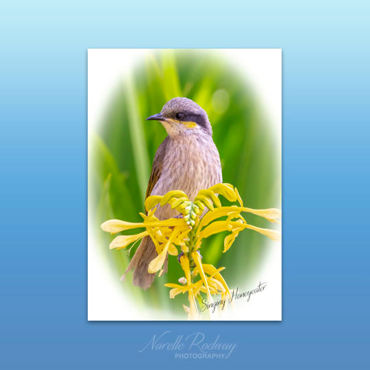 Singing Honeyeater