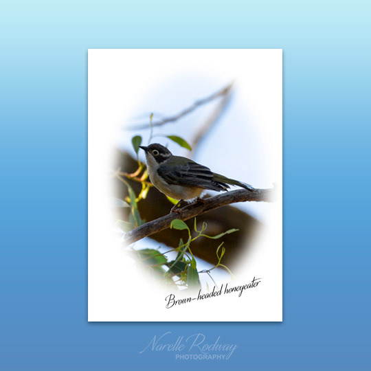Brown-headed Honeyeater