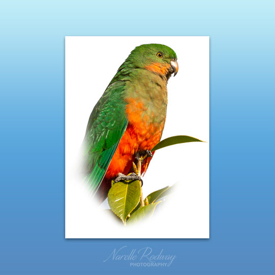King Parrot (female)