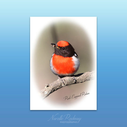 Red-capped Robin