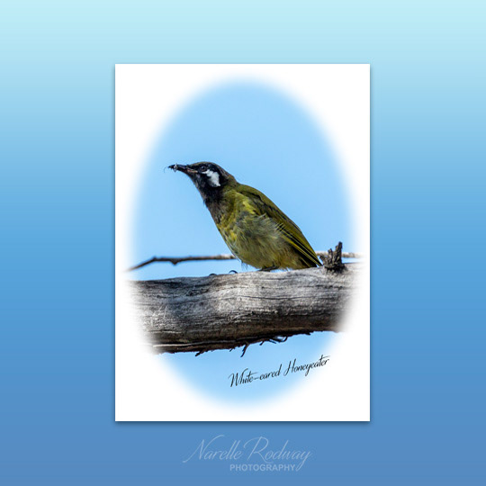 White-eared Honeyeater