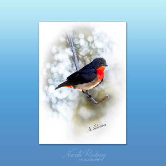 Mistletoebird