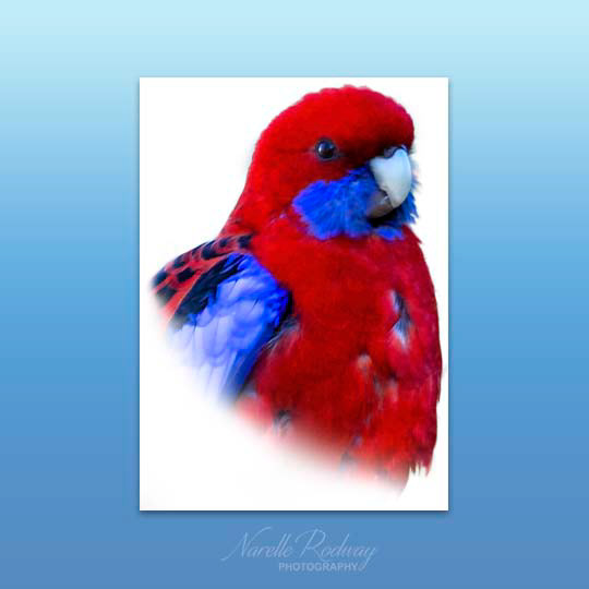 Crimson Rosella