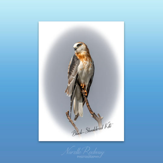 Black-shouldered Kite